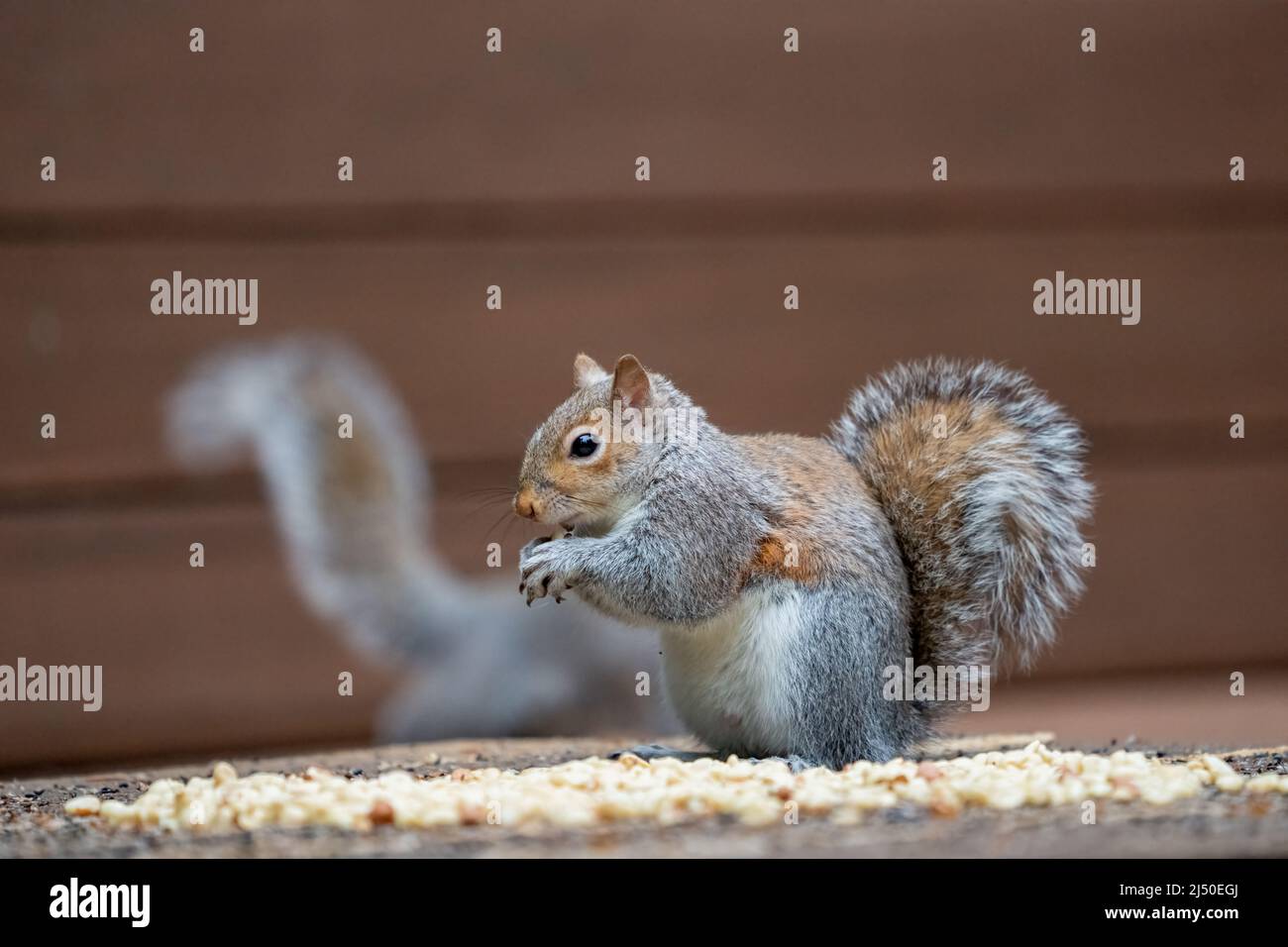 Issaquah, Washington, USA. WESTERN Grey Squirrel, der eine Erdnuss isst, mit einem anderen Eichhörnchen im Hintergrund Stockfoto