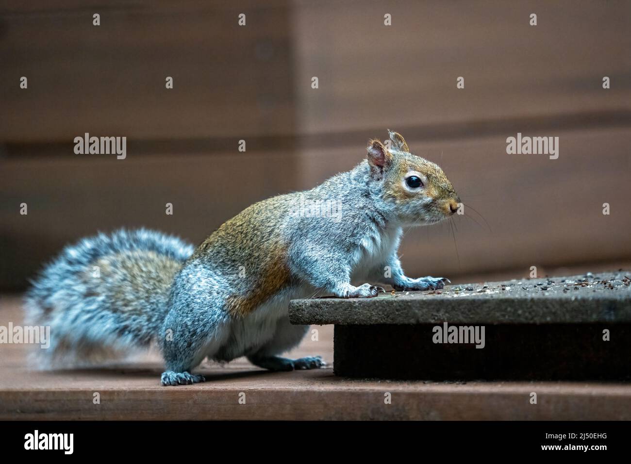 Issaquah, Washington, USA. WESTERN Grey Squirrel betrachtet eine Futterplattform aus Erdnüssen und Vogelsamen Stockfoto