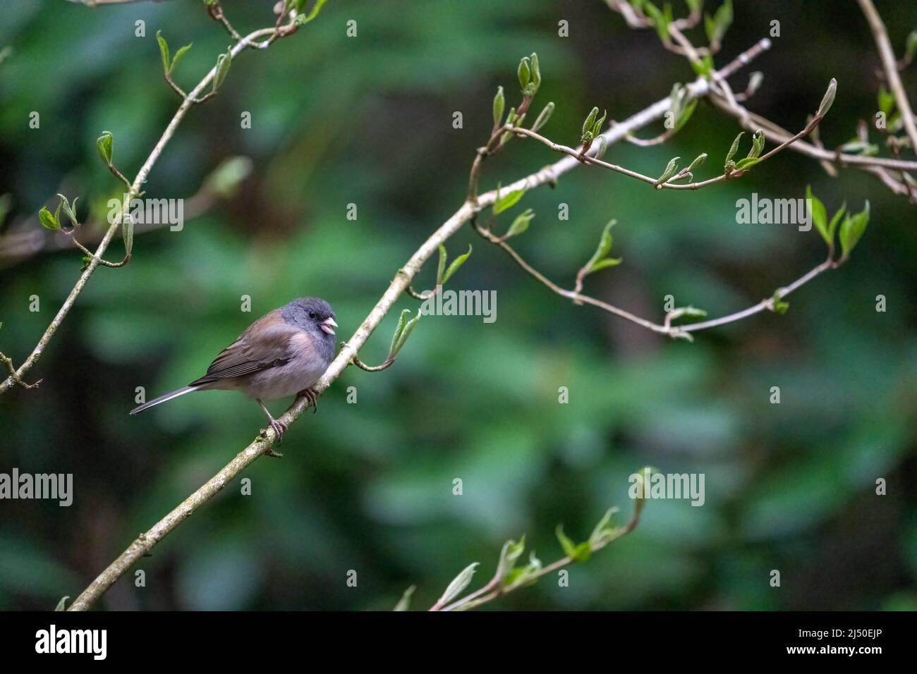 Issaquah, Washington, USA. Weibchen Dunkeläugige Junco im Frühling in einem Baum Stockfoto
