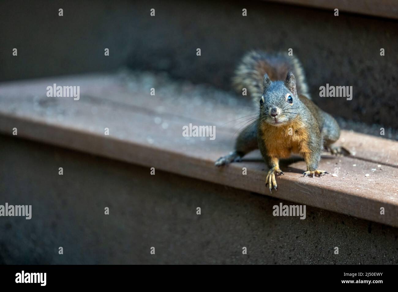 Issaquah, Washington, USA. Douglas Squirrel sitzt auf der Stufe eines Decks, unsicher, was zu tun ist Stockfoto