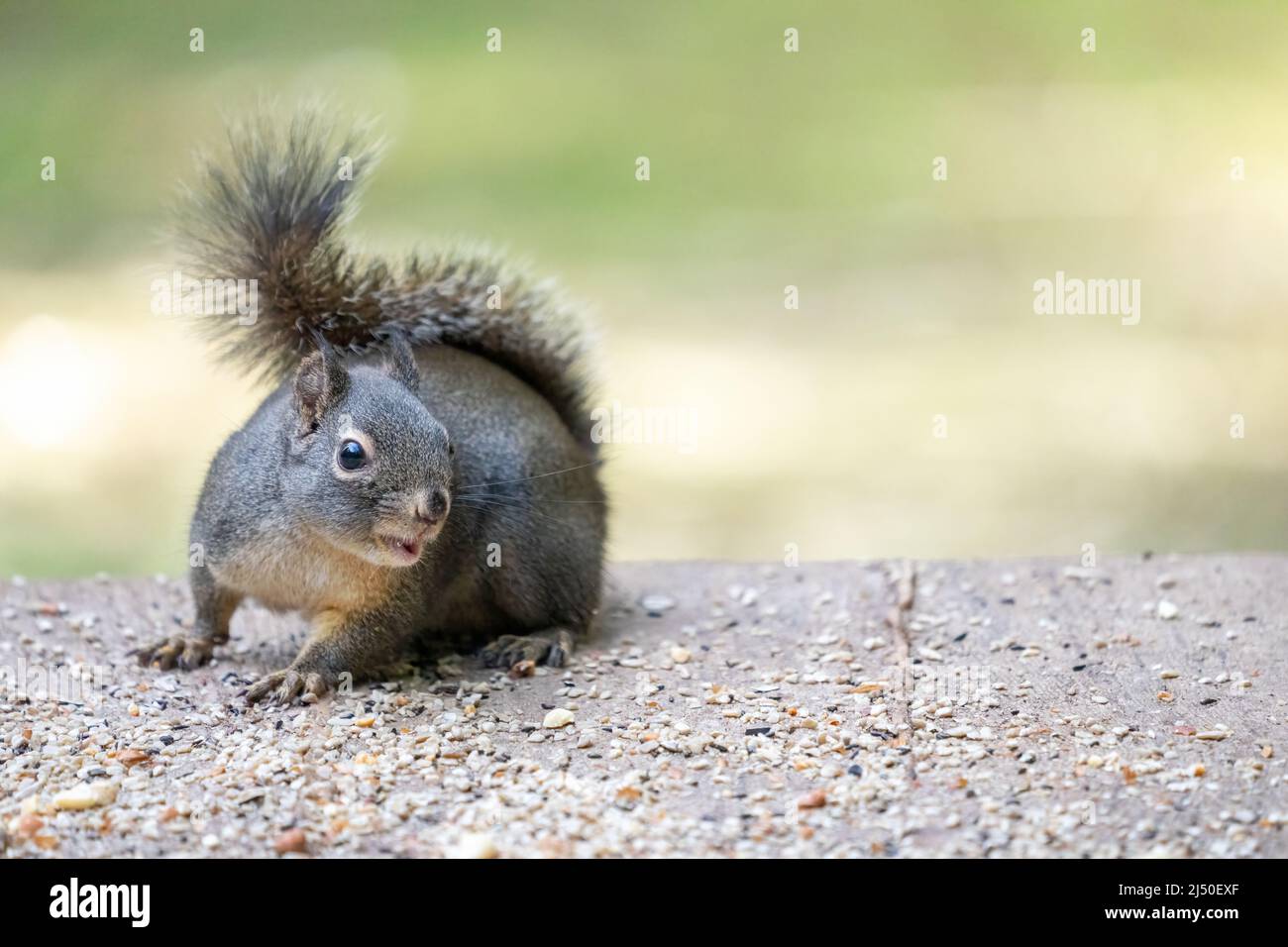 Issaquah, Washington, USA. Douglas Eichhörnchen unsicher, was zu tun ist, da es zwischen Vogelsamen und Erdnüssen steht Stockfoto