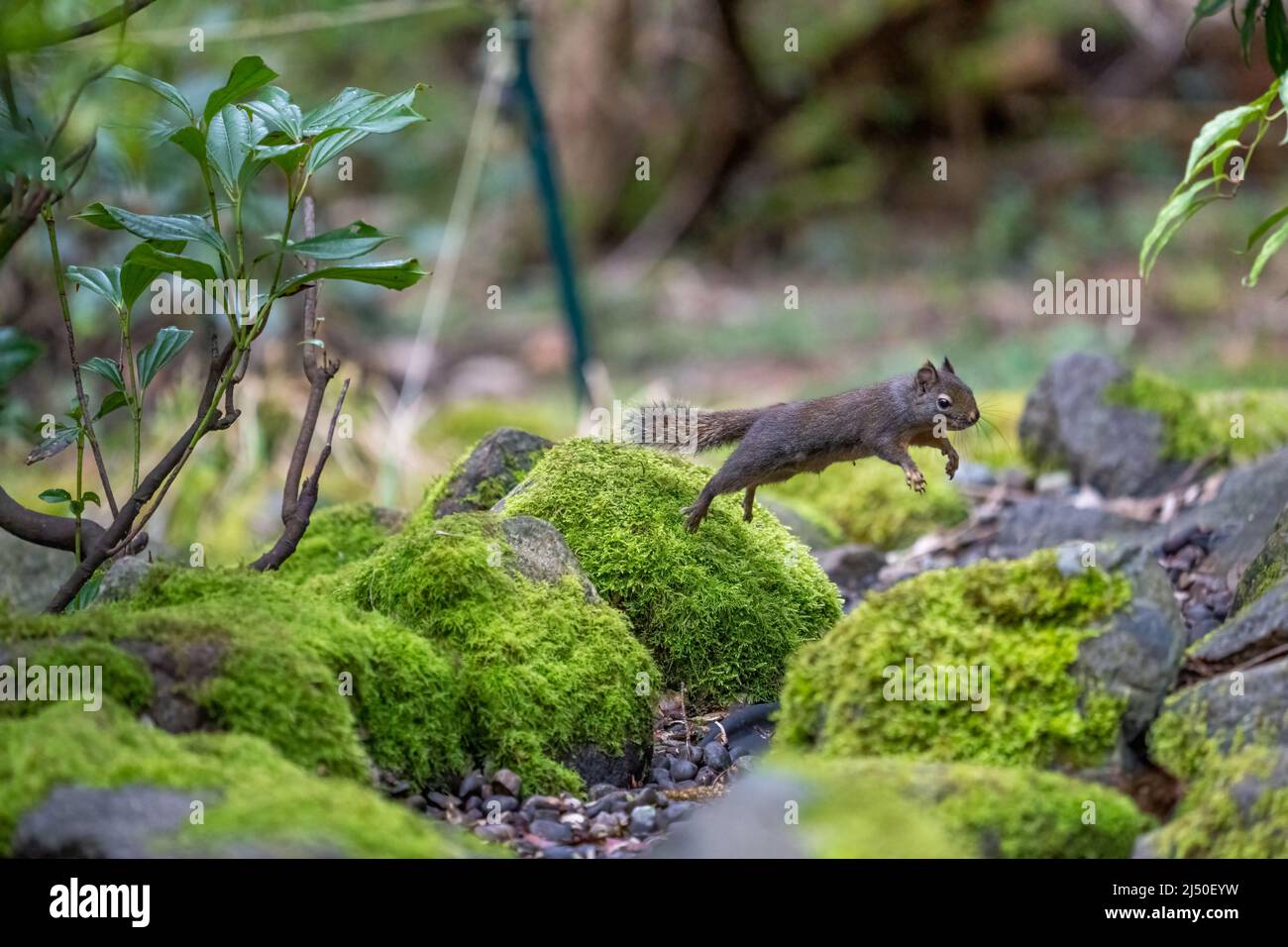 Issaquah, Washington, USA. Douglas Eichhörnchen in der Luft, während es einen Sprung über moosbedeckte Felsen macht Stockfoto