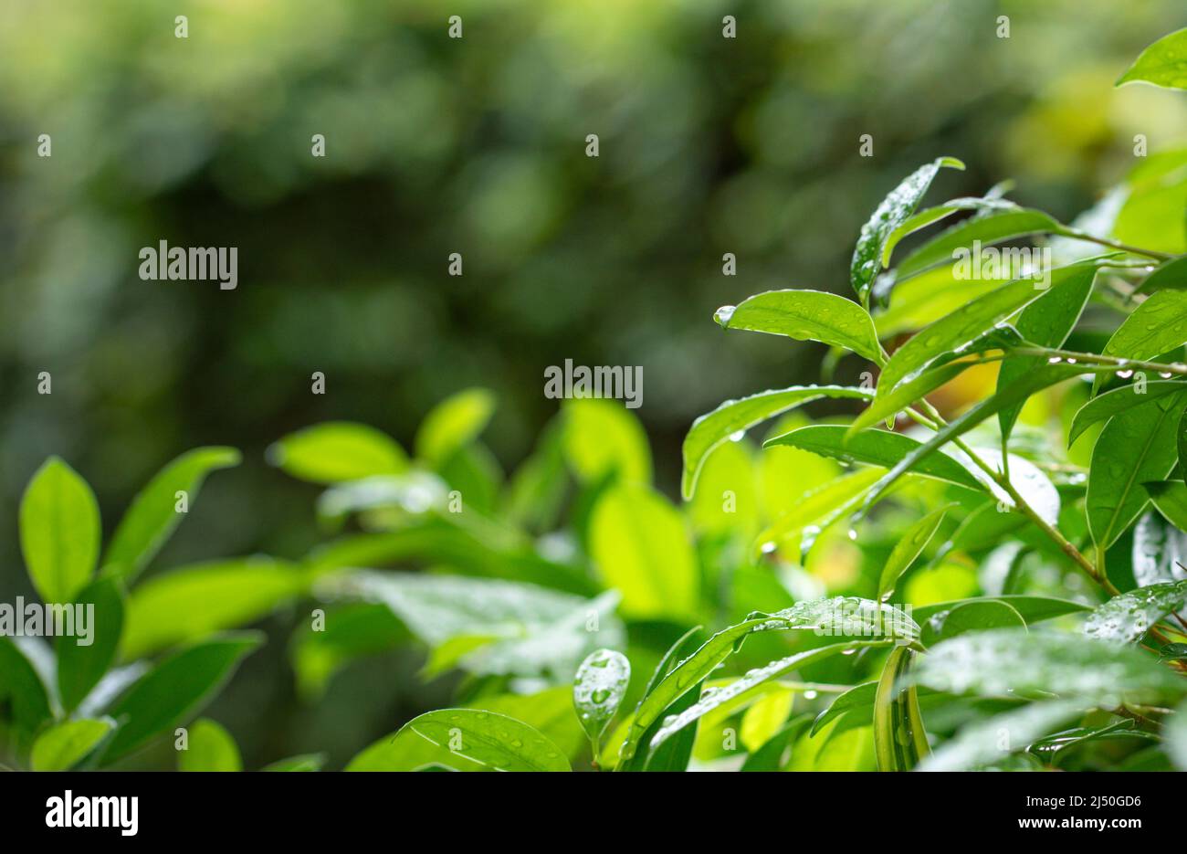 Laub grün Blätter nach Regen mit Natur Hintergrund. Speicherplatz kopieren. Stockfoto