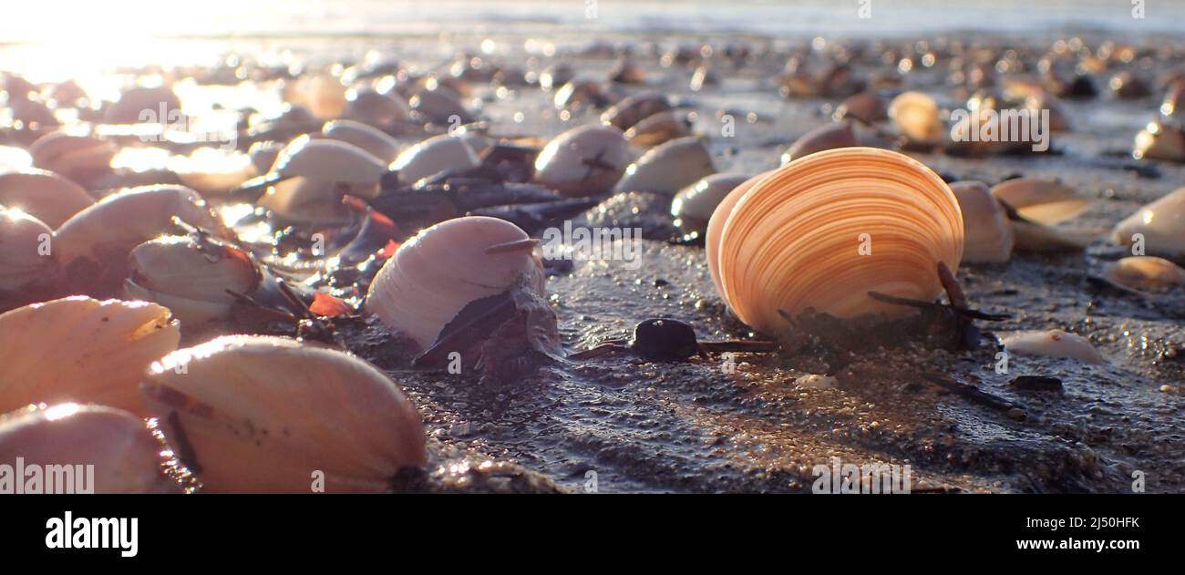 Eine grobe Dosinia-Muschel (Dosinia Anus) wird am Strand inmitten vieler dreieckiger Trogmuscheln (Crassula aequilatera) hinterleuchtet. Ebbe am Raumati Beach, NZ. Stockfoto