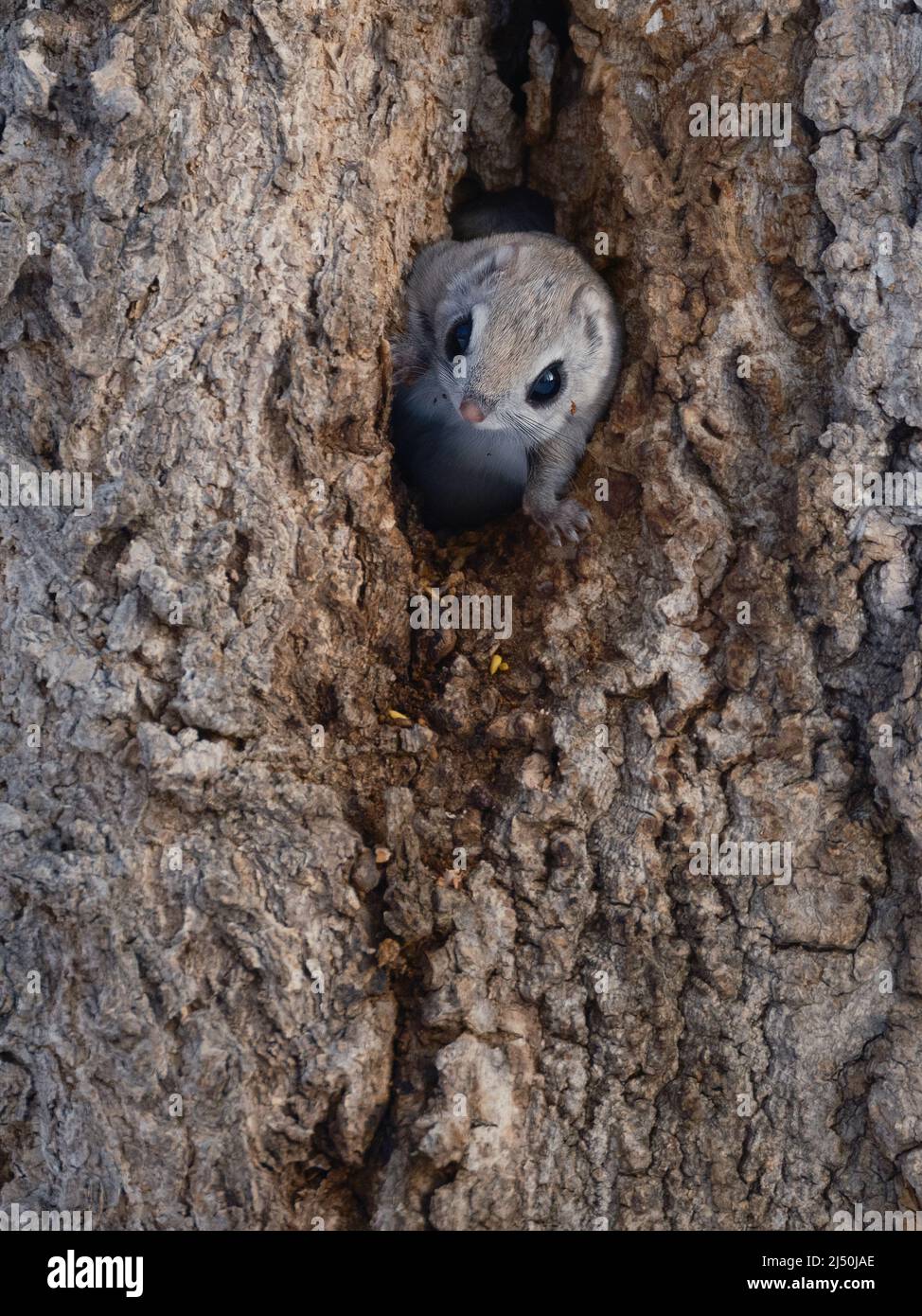 Fliegende Eichhörnchen im Nest Stockfoto