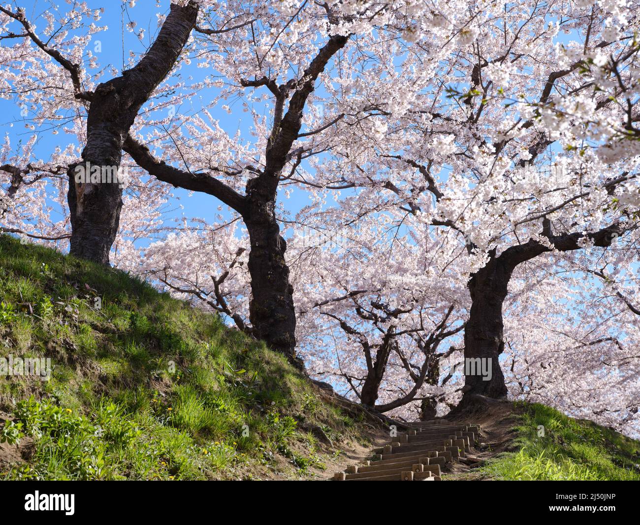 Goryokaku Park im Frühling, Hokkaido, Japan Stockfoto