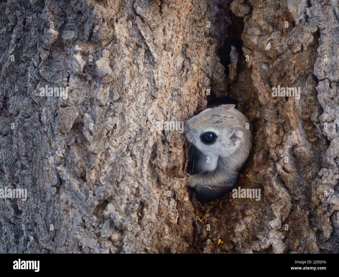 Fliegende Eichhörnchen im Nest Stockfoto