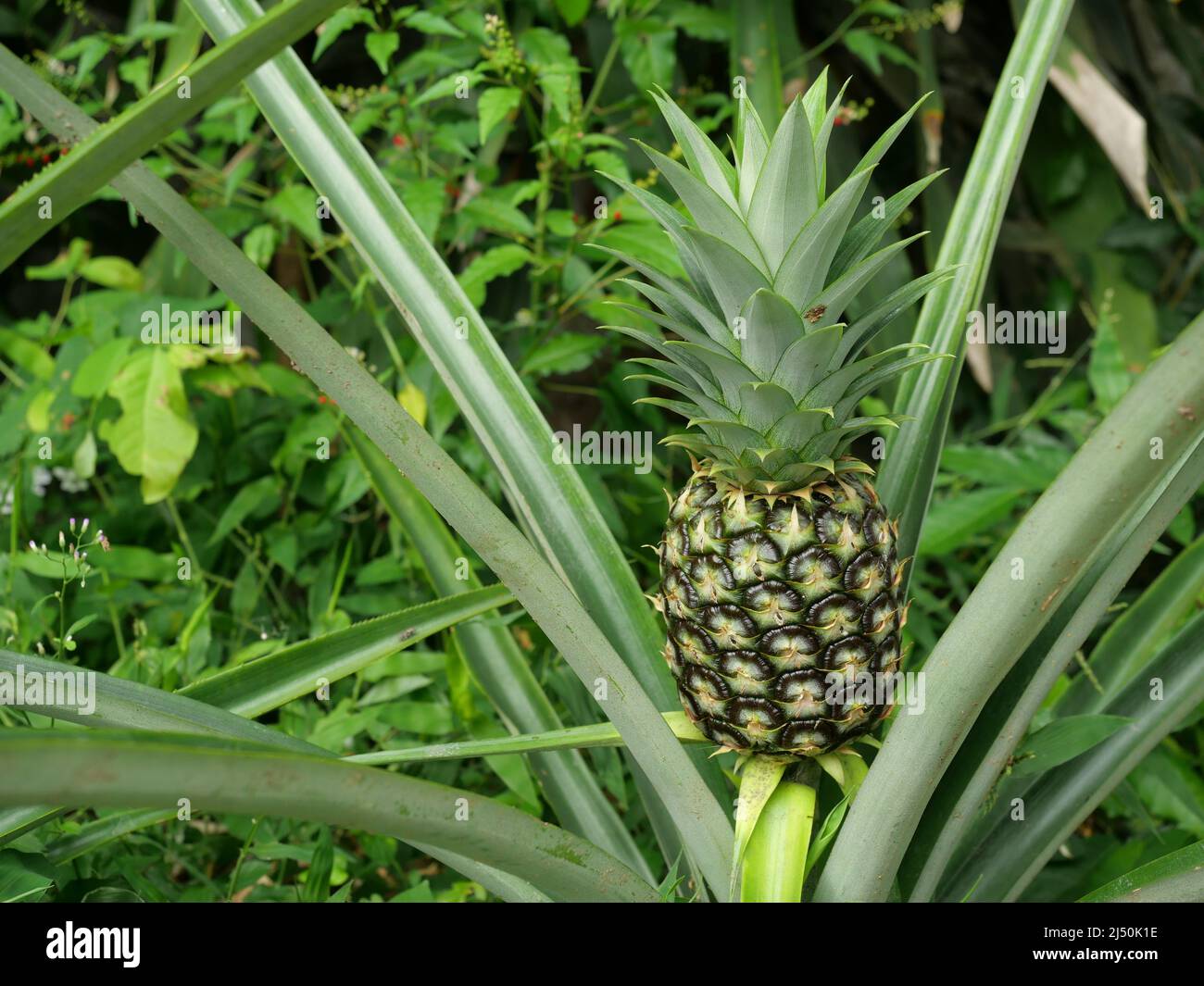 Ananas baum Fotos und Bildmaterial in hoher Auflösung Alamy