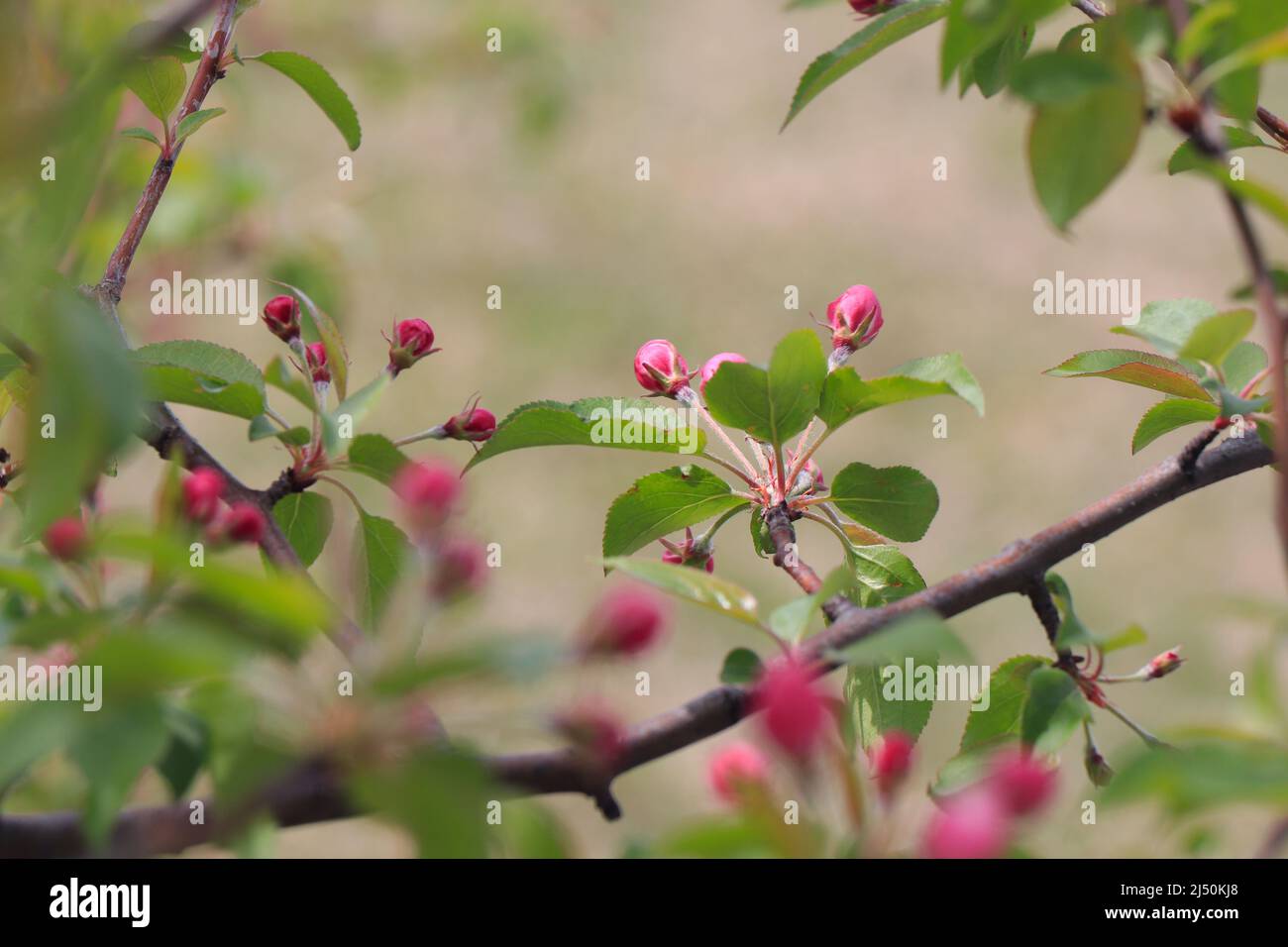 Appletree Blume schließt sich. Apfelgarten in Blüte. Schöne rosa und weiße Apfelbaumblumen. Blumen und Knospen von Apfelbaum auf einem verschwommenen Hintergrund Stockfoto