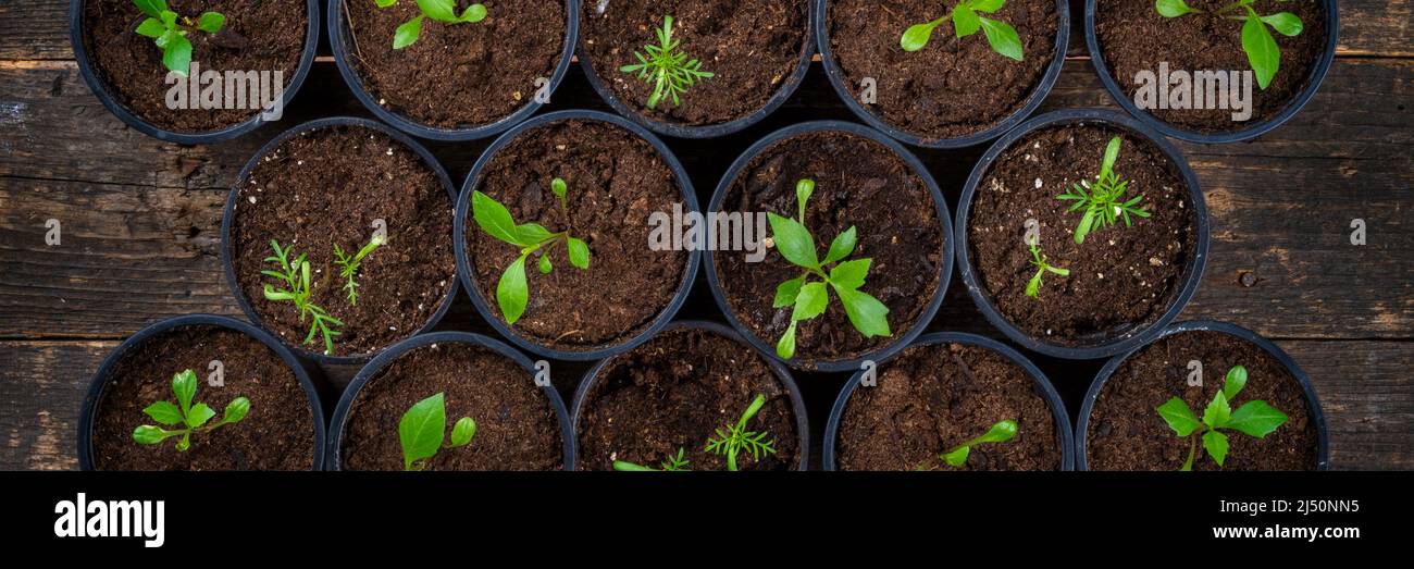 Vor kurzem transpontierte junge Blumensämlinge. Schneiden Blume Sämlinge Gartenarbeit Hintergrund. Draufsicht auf Holzhintergrund. Stockfoto