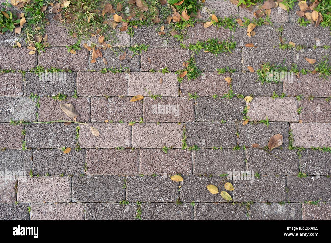 Ziegelstraße mit Gras und gelben Blättern Stockfoto