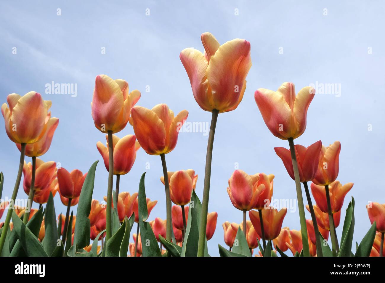 Tulpe ÔApricot BeautyÕ in Blüte Stockfoto