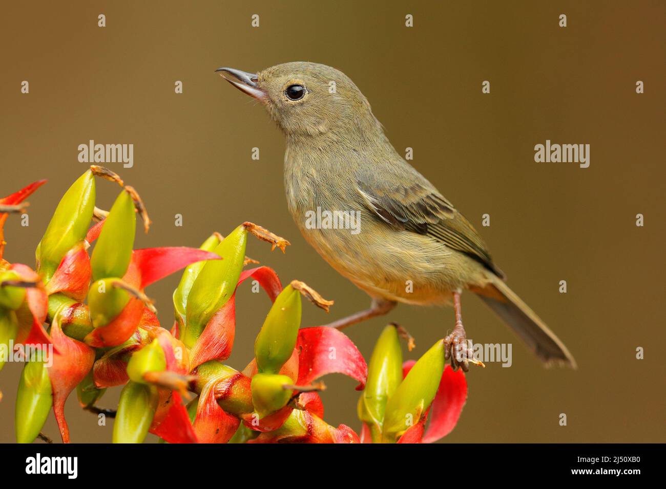 Hochglanz-Blütenpiercer, Diglossa lafresnayii, weiblicher, schwarzer Vogel mit gebogenem Schnabel auf der orangeroten Blume, Naturlebensraum, exotisches Tier aus Col Stockfoto