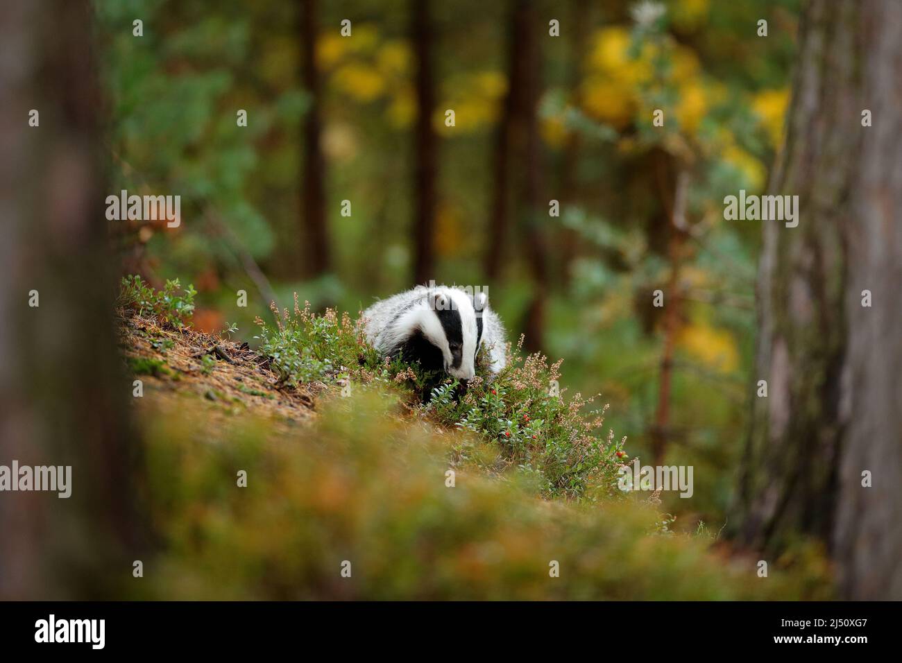 Dachs im Wald, Tiernaturlebensraum, Deutschland, Europa. Wildtierszene. Wilder Dachs, Meles meles, Tier in Holz. Europäischer Dachs, Herbstkiefer grün Stockfoto