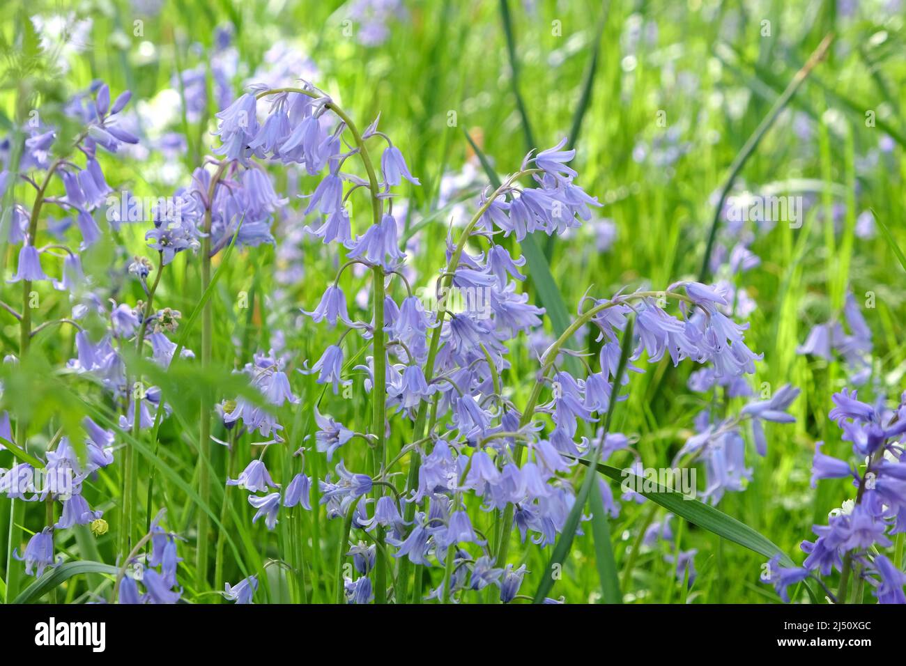 Der einheimische Bluebell, ÔHyacinthoides non-scriptaÕ in Blüte. Stockfoto
