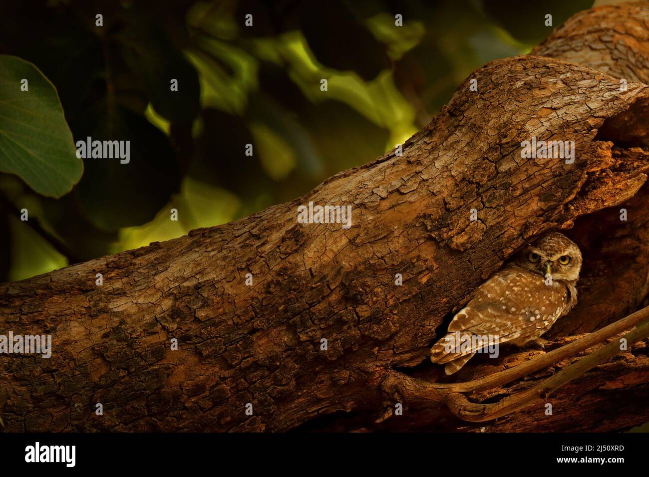 Fleckkauling, Athene brama, seltener Vogel aus Asien. Indien schöne Eule in der Natur Wald Lebensraum. Vogel aus Ranthambore. Eule sitzt auf dem Baum in der Stockfoto