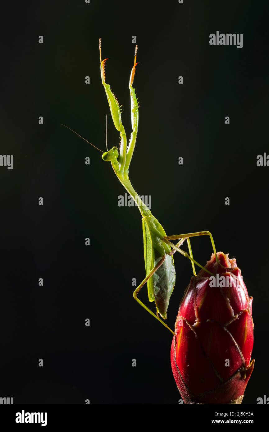 Ein Multi-Flash-Bild einer Gottesanbeterin auf einer Blume, Costa Rica Stockfoto