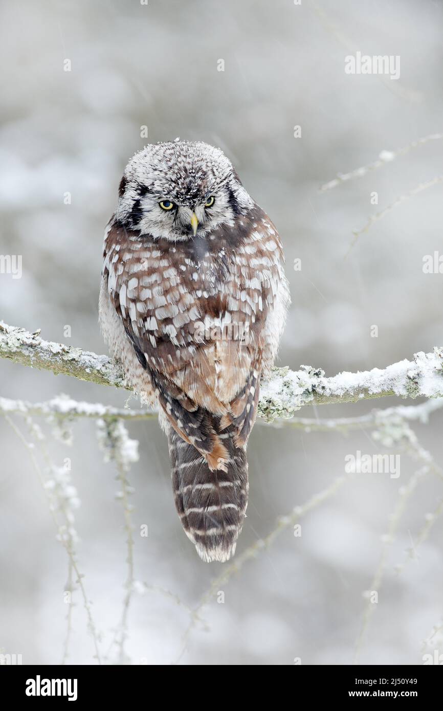 Vogel im kalten Winter. Winter mit Eule. Eule aus Schweden. Hawk Owl sitzt im kalten Winter auf der Lärche. Wildlife-Szene aus der Natur. Schneebedeckter Lebensraum und Stockfoto