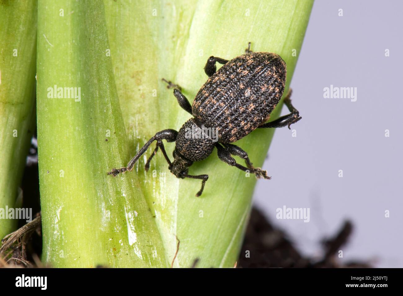 Ein ausgewachsener Weinrebenkwedel (Otiorhynchus sulcatus), ein polyphagöser Schädling von Garten- und Hauspflanzen, im März Stockfoto