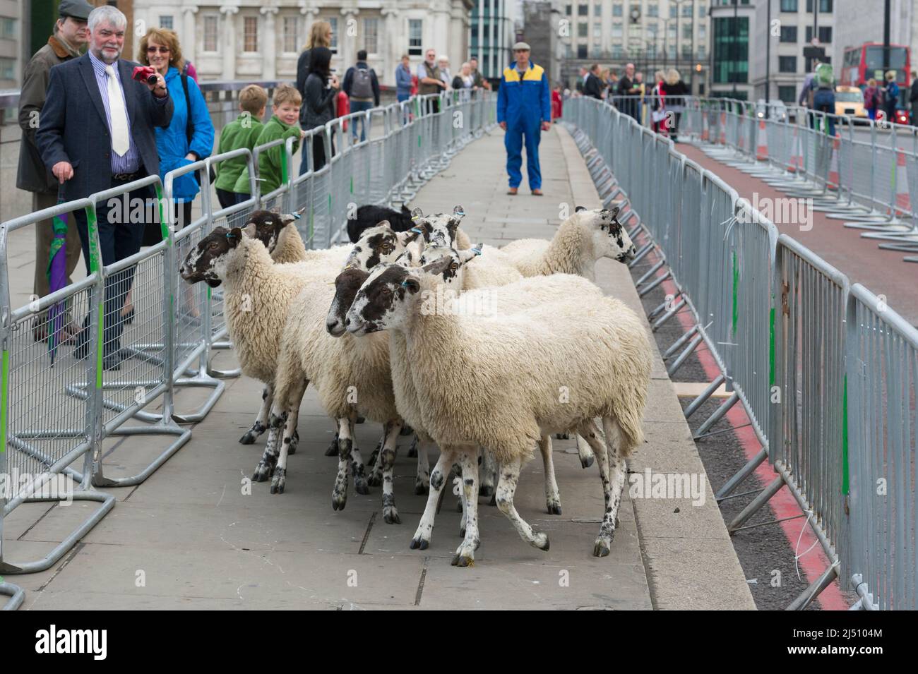 Die Worshipful Company of Woolmen, die ihre Rechte als Freie der City of London ausübt, Schafe über die Themse, die London Bridge und die City of London zu fahren Stockfoto