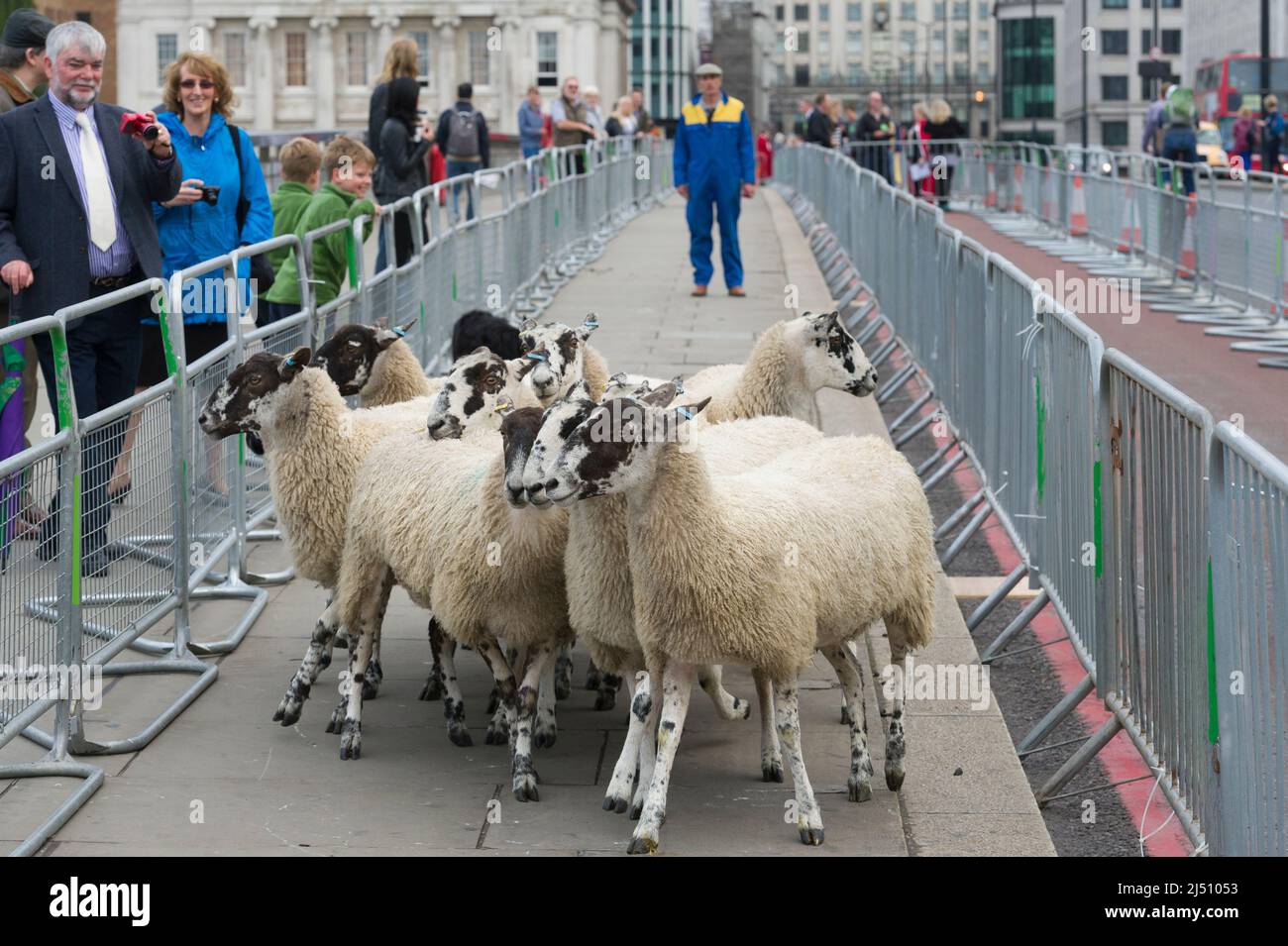 Die Worshipful Company of Woolmen, die ihre Rechte als Freie der City of London ausübt, Schafe über die Themse, die London Bridge und die City of London zu fahren Stockfoto