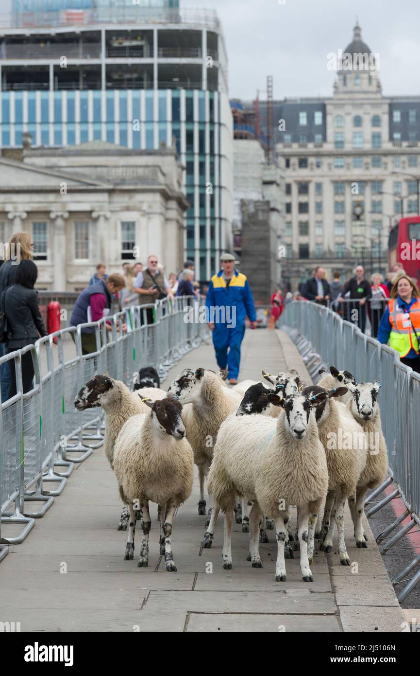 Die Worshipful Company of Woolmen, die ihre Rechte als Freie der City of London ausübt, Schafe über die Themse, die London Bridge und die City of London zu fahren Stockfoto