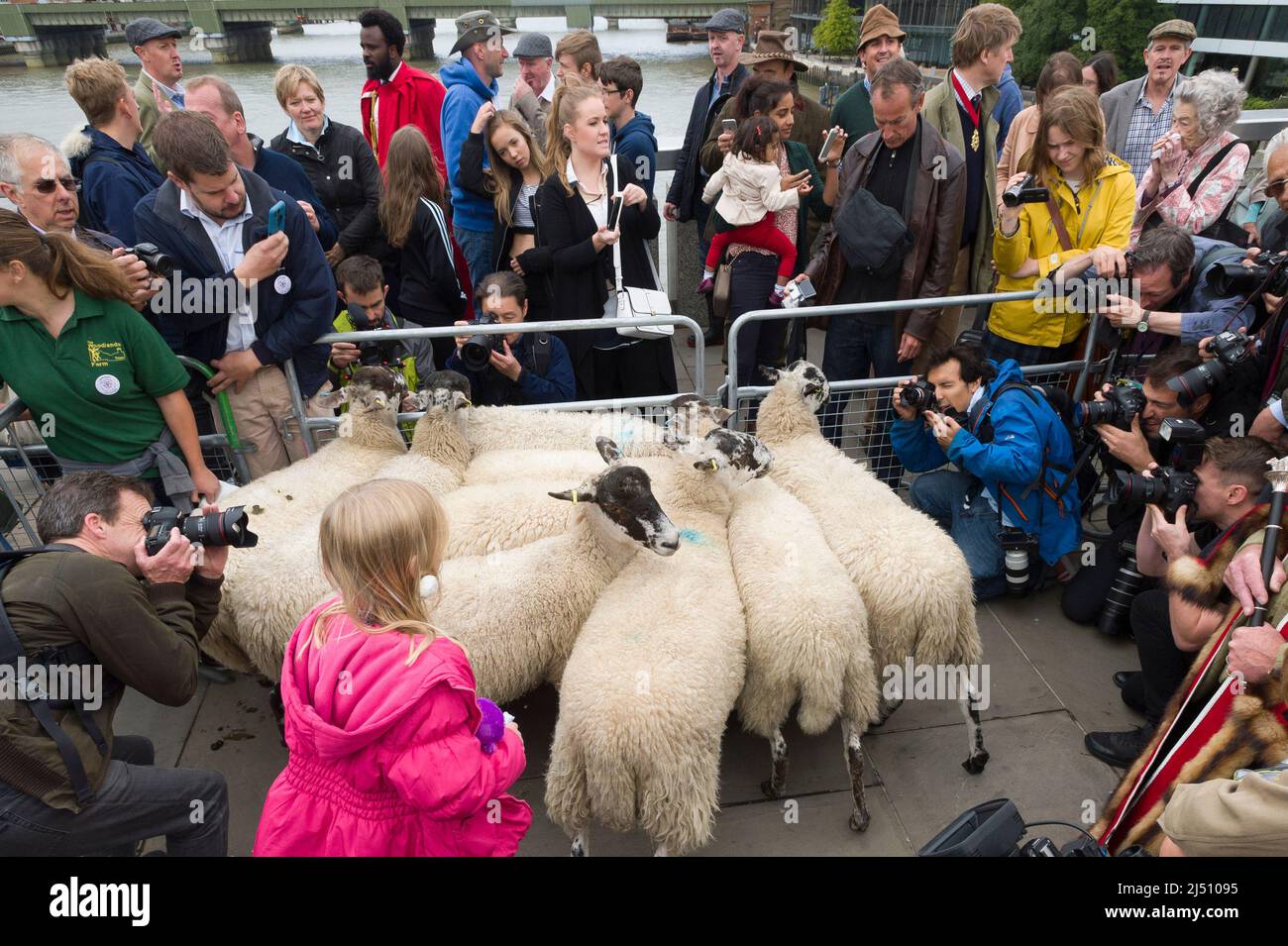 Der Start der Worshipful Company of Woolmen, die ihre Rechte als Freie der City of London ausübt, um Schafe über die Themse, London Bridge, C, zu fahren Stockfoto