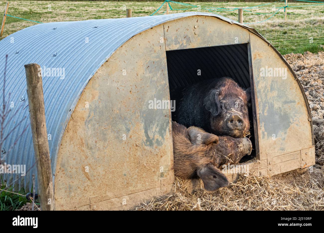 Zwei duroc-Schweine ruhen auf einer Farm in West Sussex, England. Stockfoto