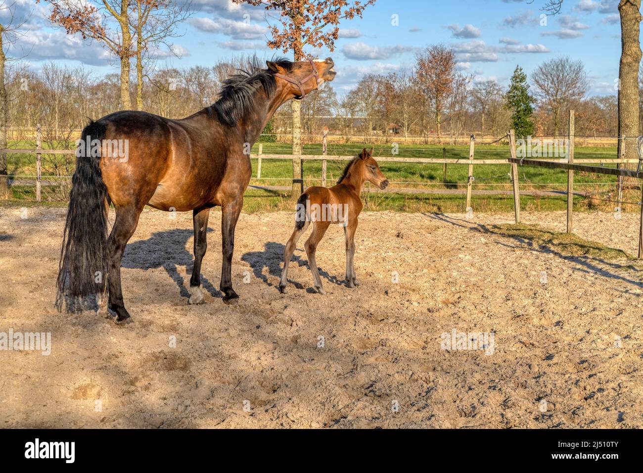 Ein einwöchiges dunkelbraunes Fohlen steht draußen in der Sonne mit ihrer Mutter. stute mit rotem Halfter. Warmblut, KWPN Dressurpferd. Tierische Themen, Neugeborene. Stockfoto