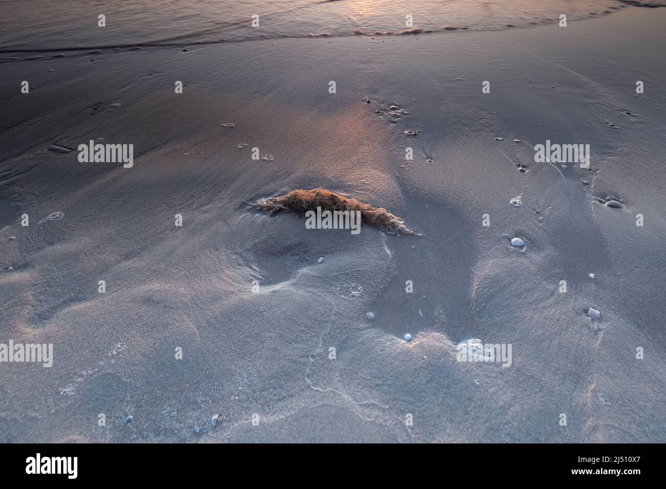 Lange Exposition, des Meeres, am Strand sind Muscheln und Seil. Oranger Sonnenuntergang, Muscheln im Sand. Hintergrund, Karte, Grußkarte, Trauerkarte. Stockfoto
