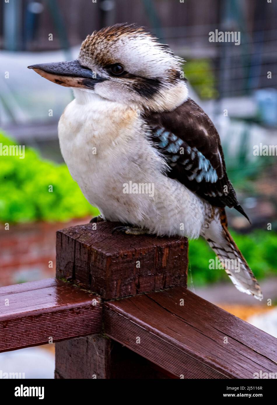 Juvenile Kookaburra auf der Post sitzend in Tasmanien ist die Kookaburra eine eingeführte Art Stockfoto