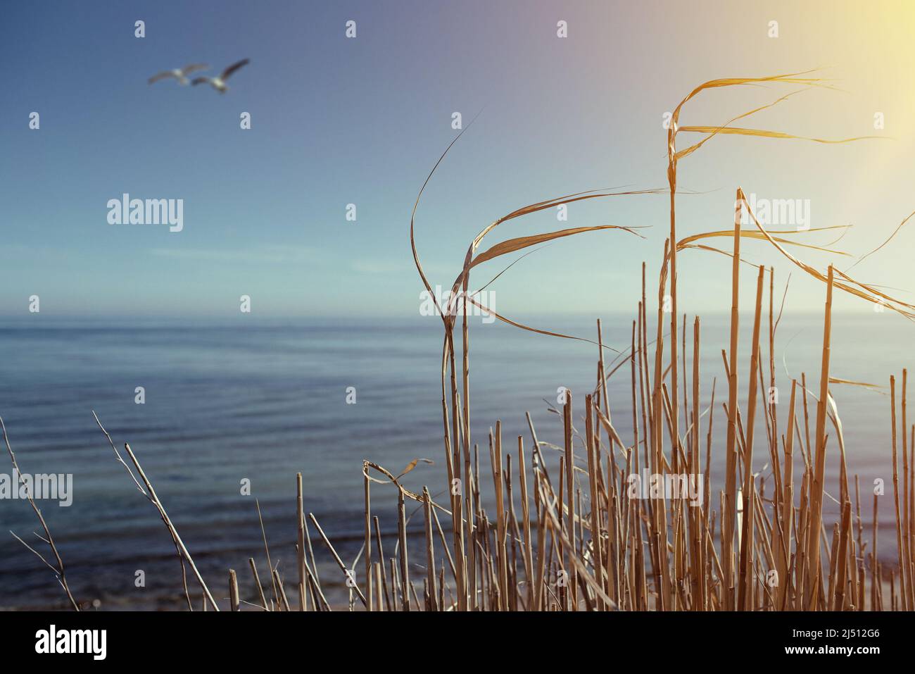 Schöner weicher Naturhintergrund oder Tapete, goldenes Schilf gegen flaches blaues Meer und klaren blauen Himmel Stockfoto