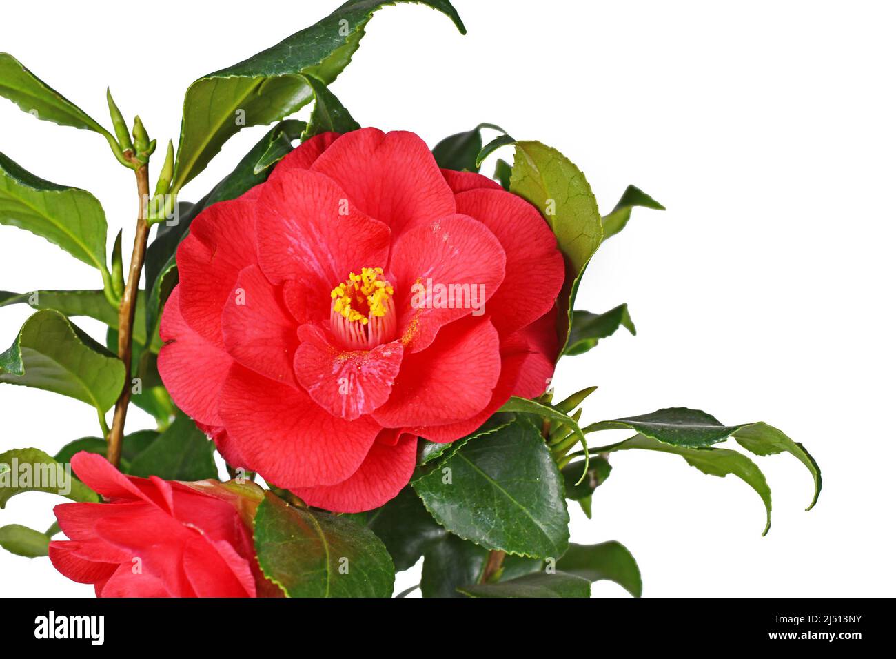 Blume der roten Kamelie Japonica Pflanze auf weißem Hintergrund Stockfoto