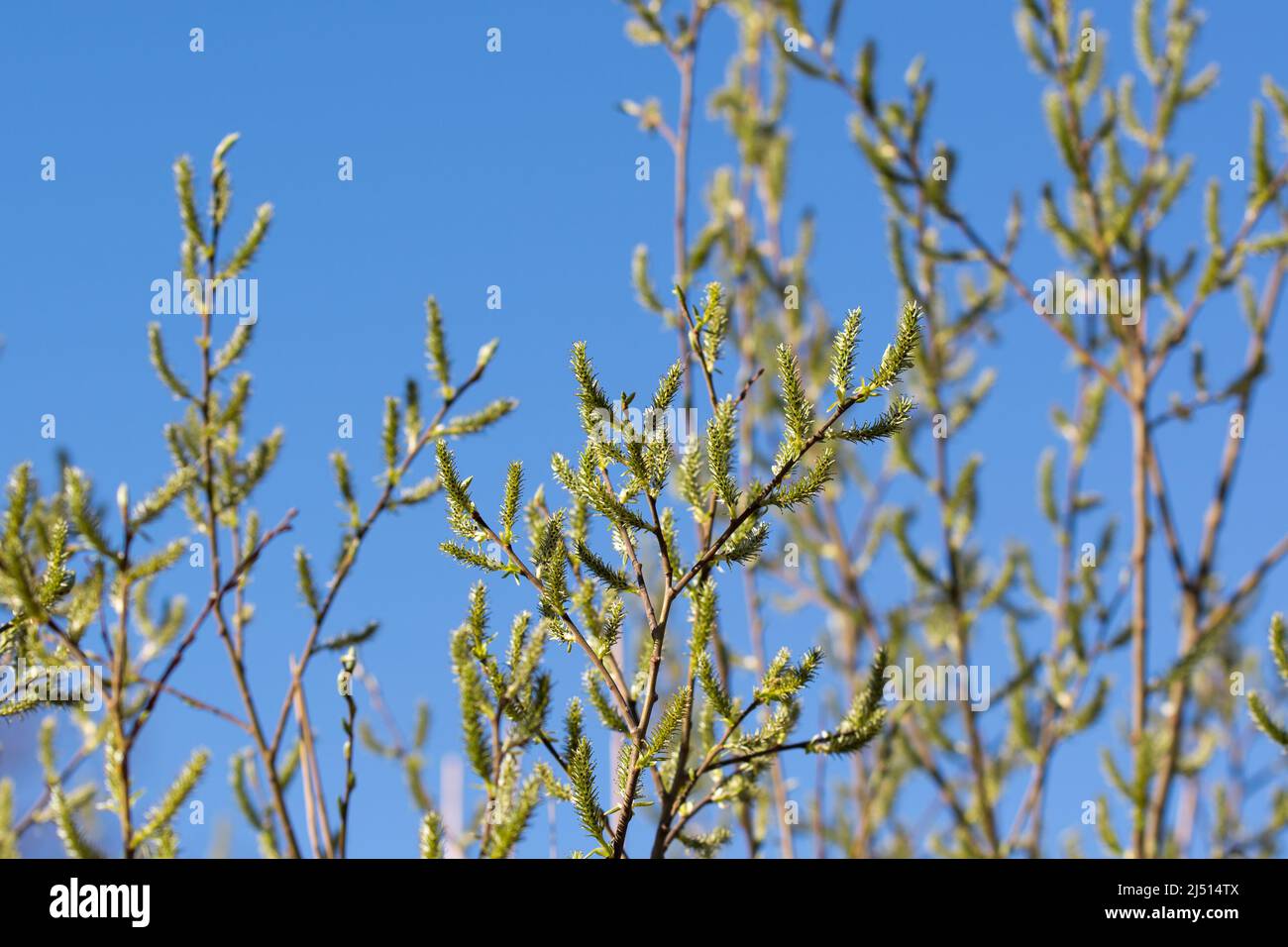 Ziegenweiden weibliche Kätzchen auf blauem Himmel Hintergrund Nahaufnahme selektiver Fokus Stockfoto