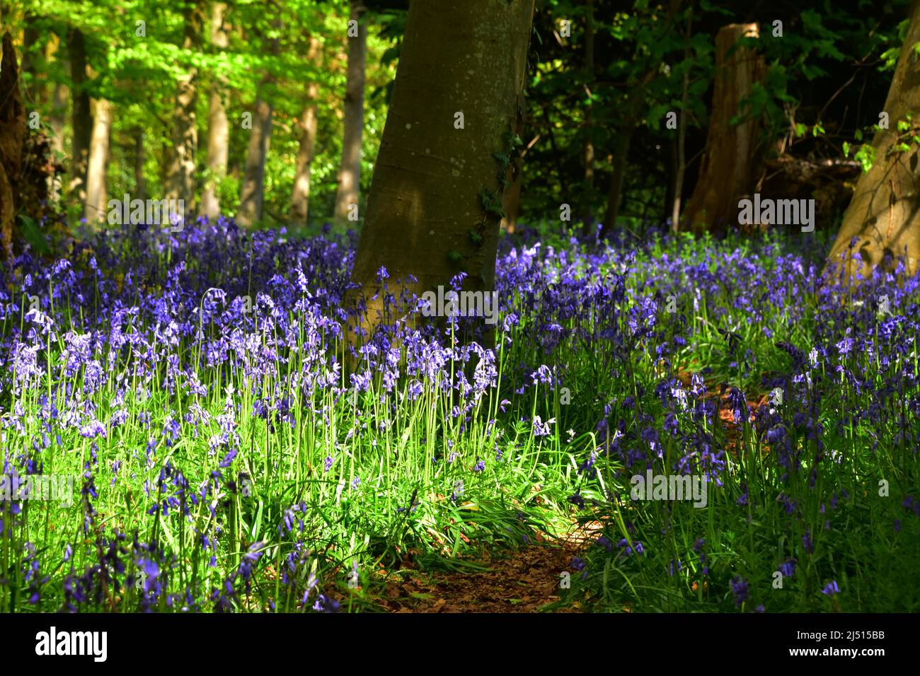 Bluebells, Osborne House, Isle of Wight Stockfoto