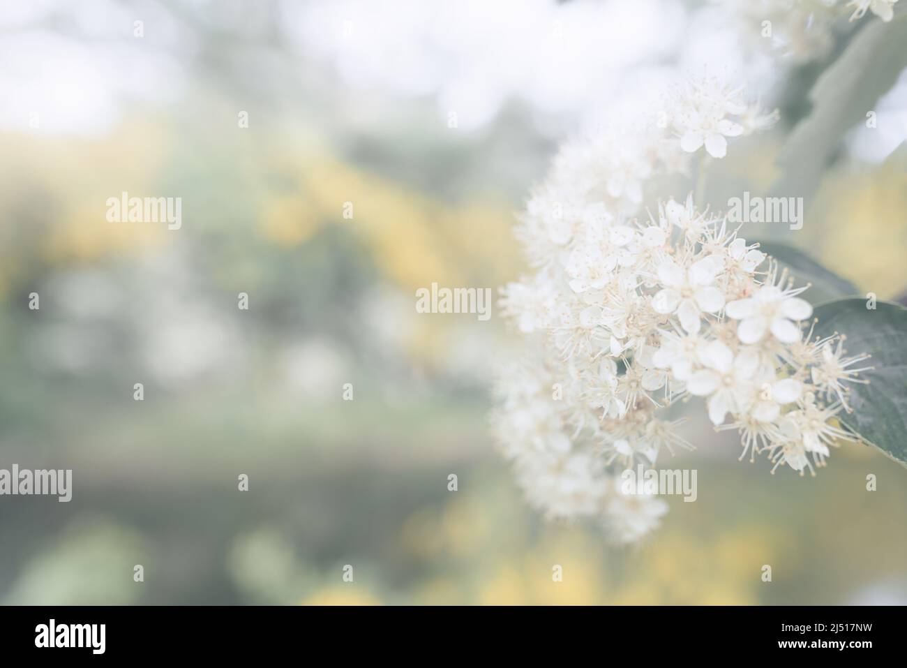 Weiße Weißdorn-Blüten auf unscharfem Hintergrund. Morgennebel im Frühling. Weicher, selektiver Fokus. Natürliche Komposition mit Platz für Text. Stockfoto