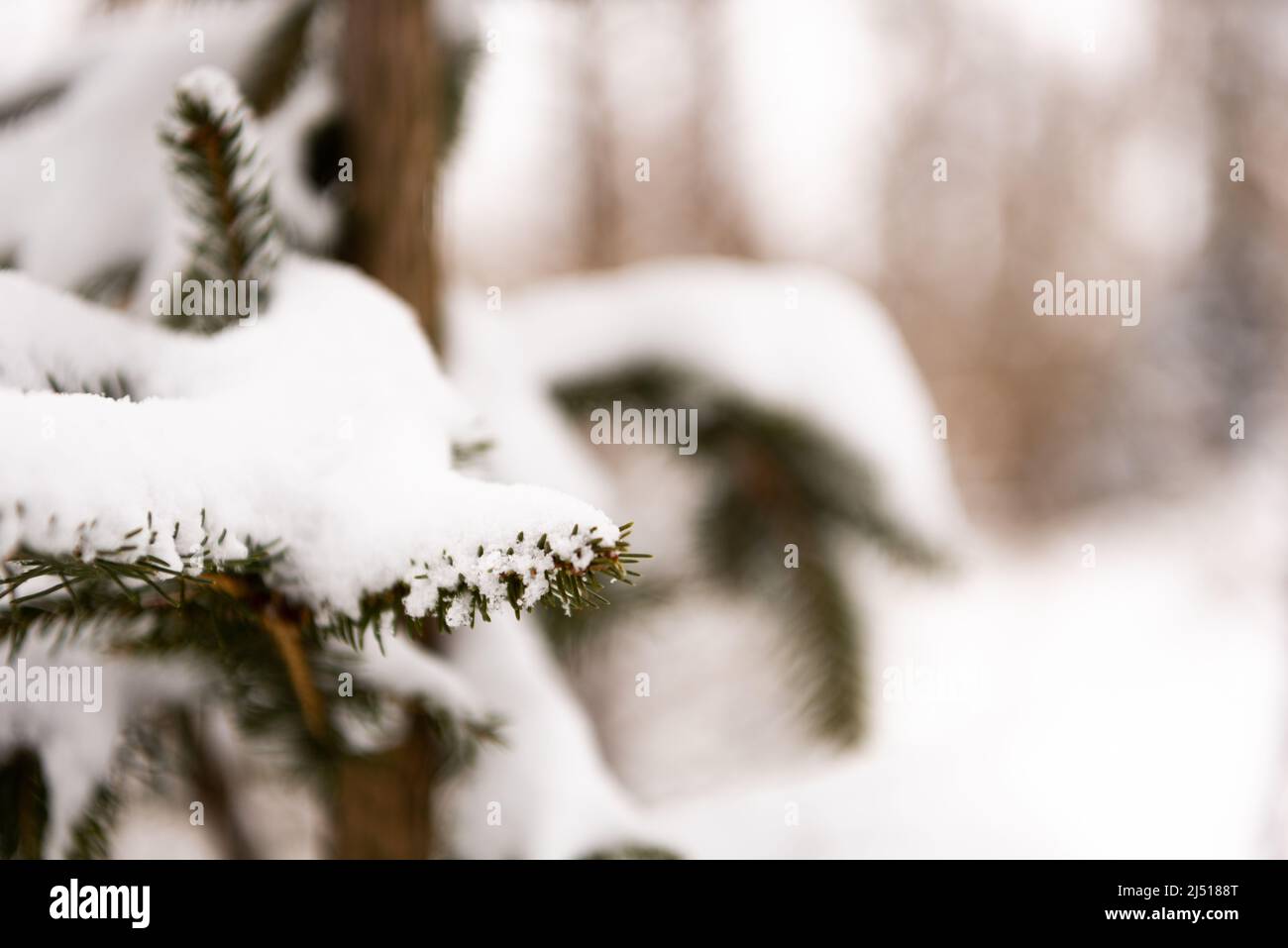 Baumzweig bedeckt von Frost und Schnee Stockfoto