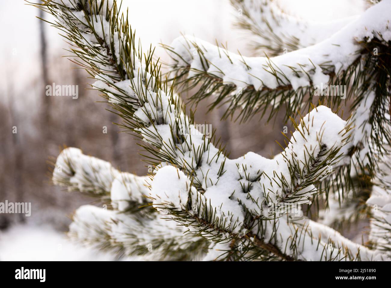 Baumzweig bedeckt von Frost und Schnee Stockfoto