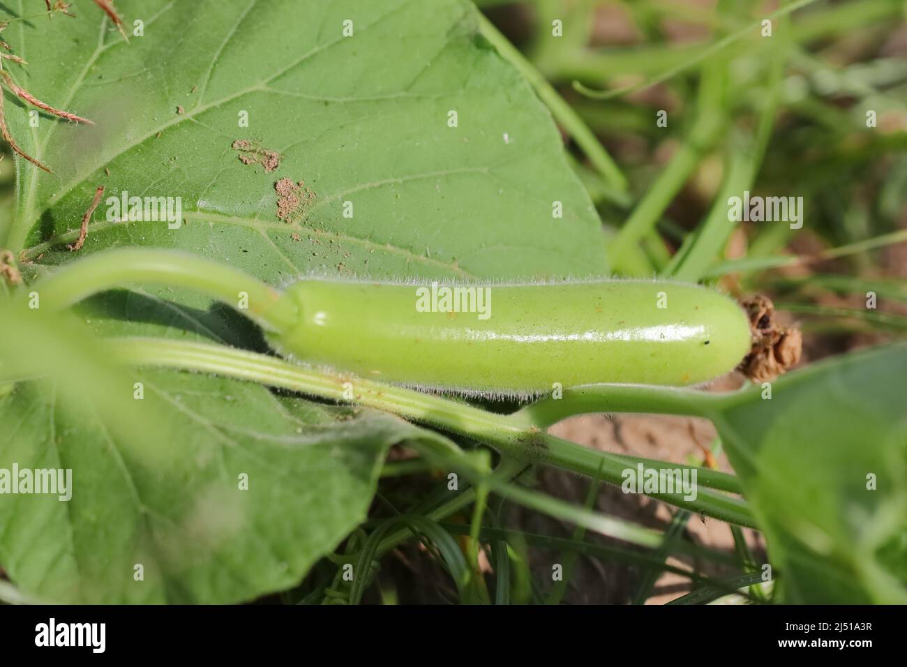 Nahaufnahme von „Grow Kürbis“-Gemüse auf dem Feld, Indien Stockfoto