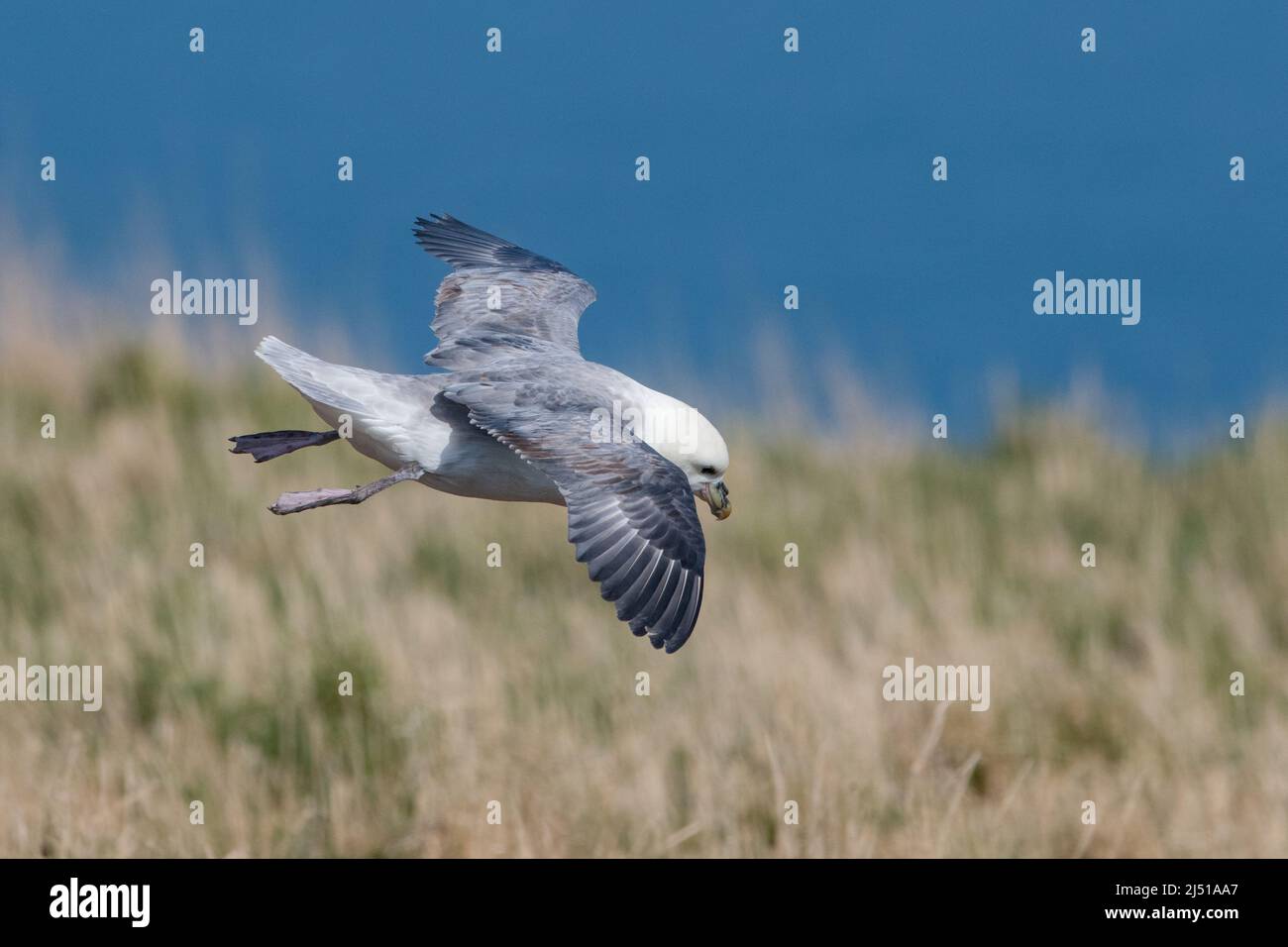 Fulmar im Flug, Fowlsheugh, Aberdeenshire, Schottland, Großbritannien Stockfoto