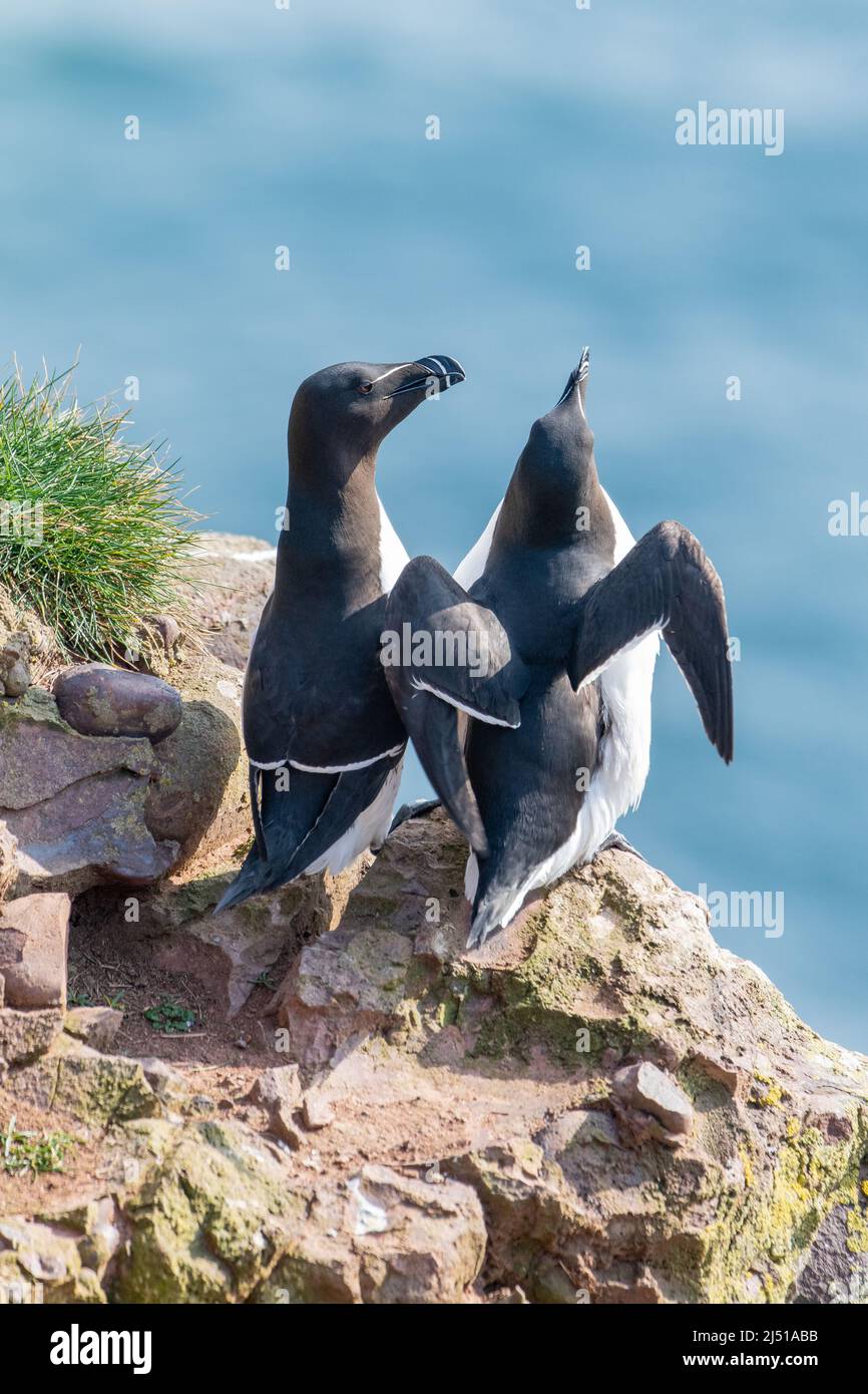 Razorbill, (Alca torda), Fowlsheugh, Aberdeenshire, Schottland, VEREINIGTES KÖNIGREICH Stockfoto