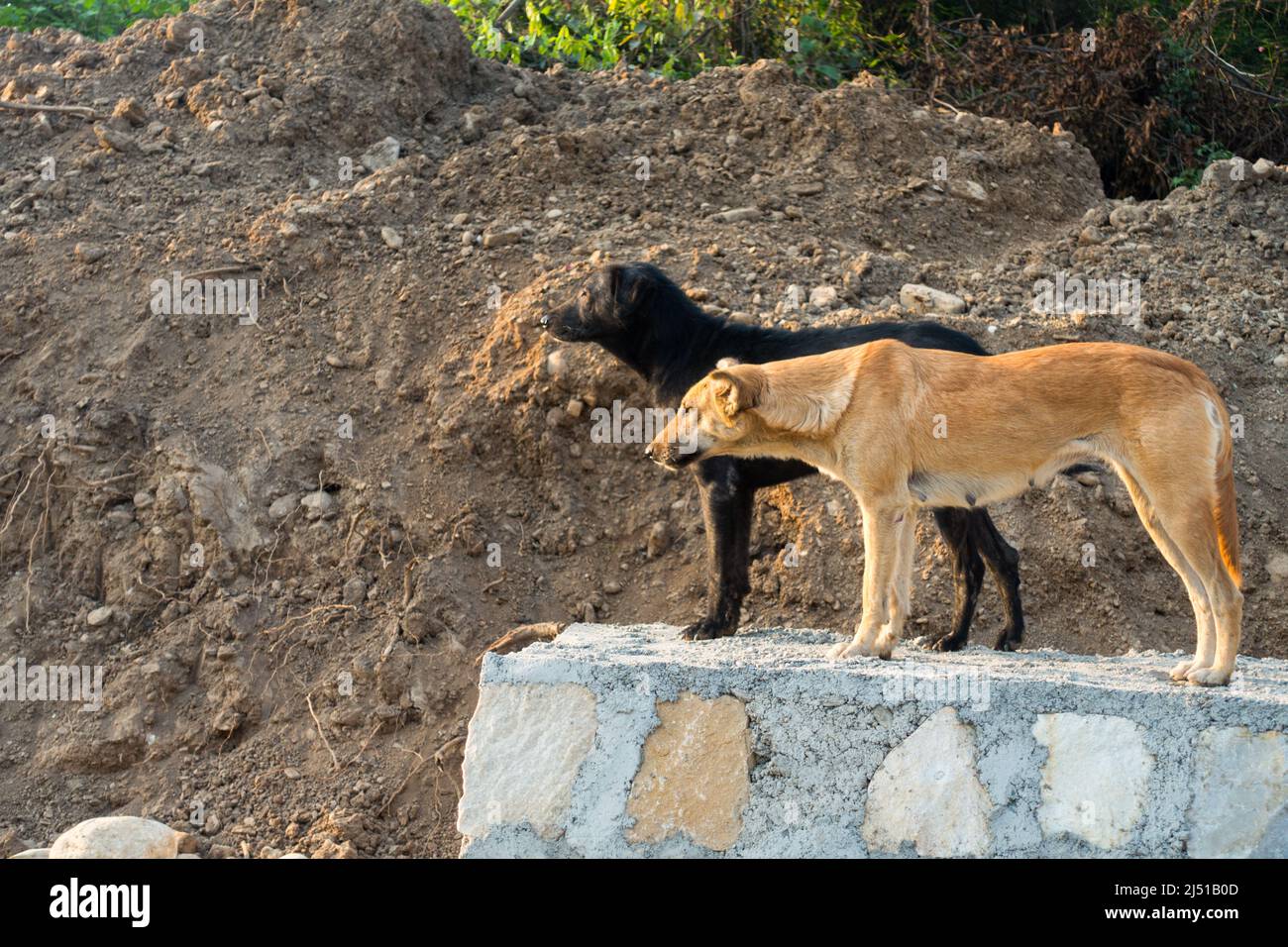Dehradun, uttarakhand - Indien. Eine Gruppe streunender Hunde, die auf einer Steinmauer stehen. Stockfoto