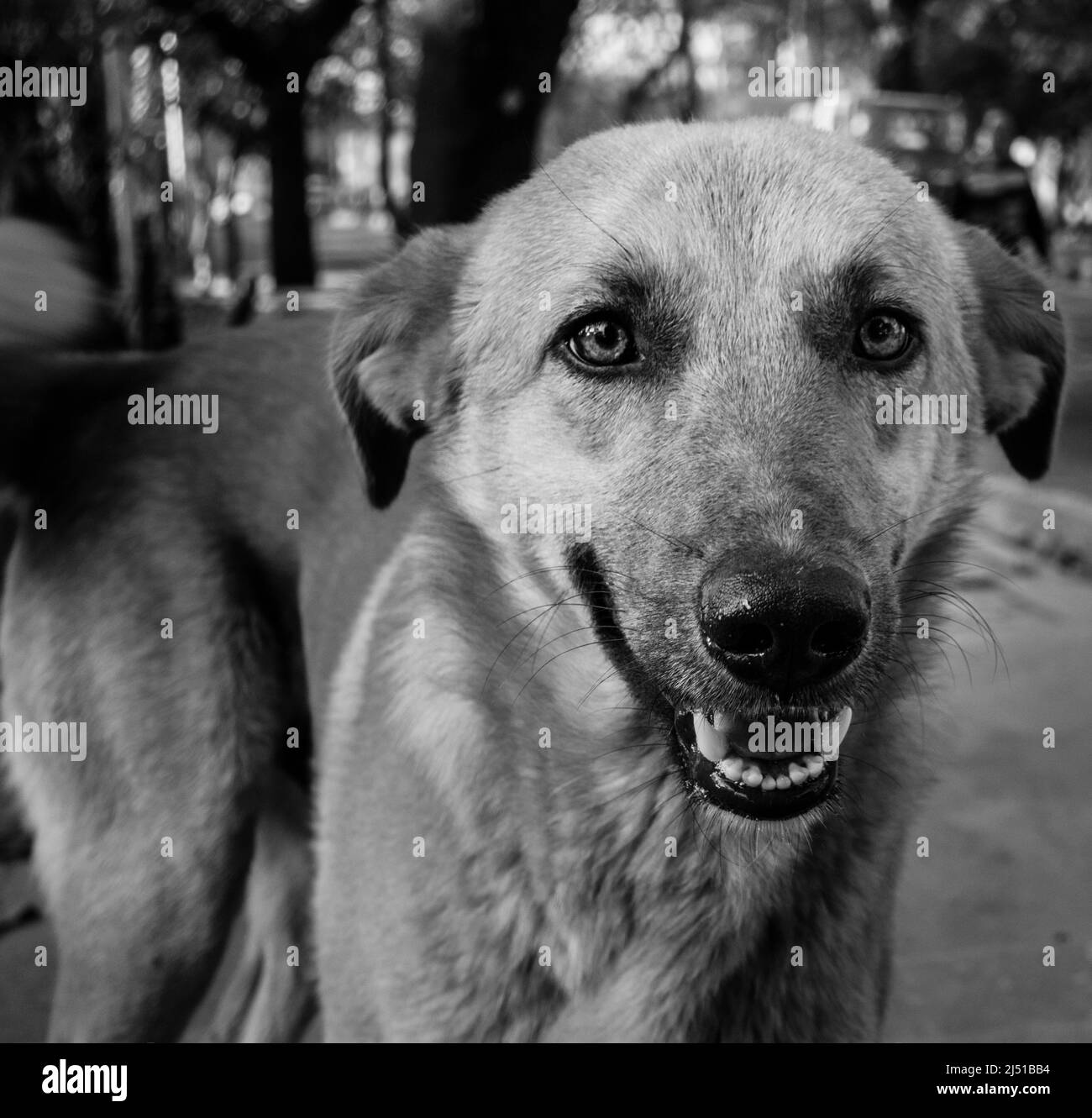 Nahaufnahme eines streunenden Hundes mit offenem Mund in Schwarz und Weiß. Stockfoto