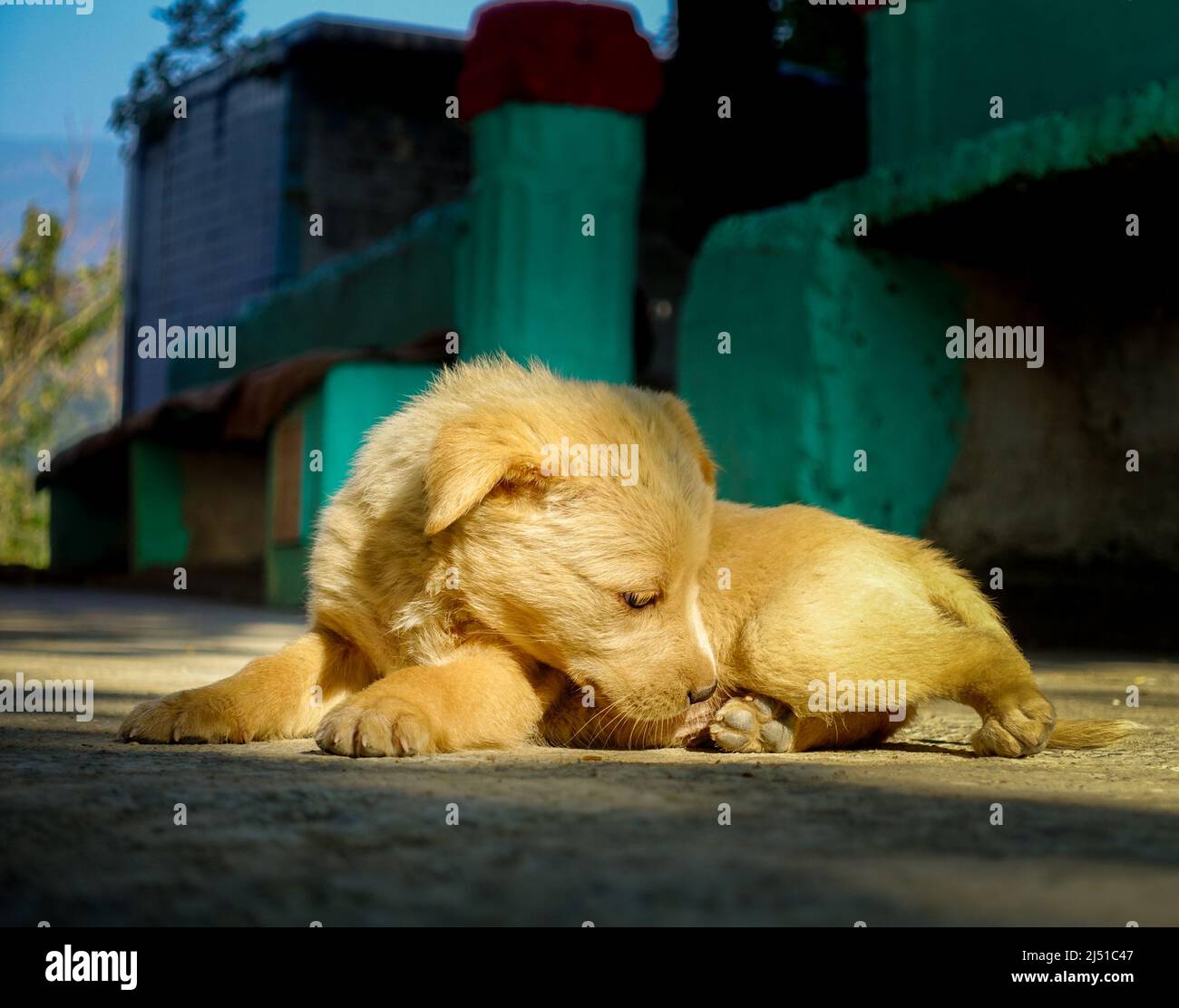 Eine Nahaufnahme eines braunen Himalaya-Schäferhundes in Indien, der sitzt. Stockfoto