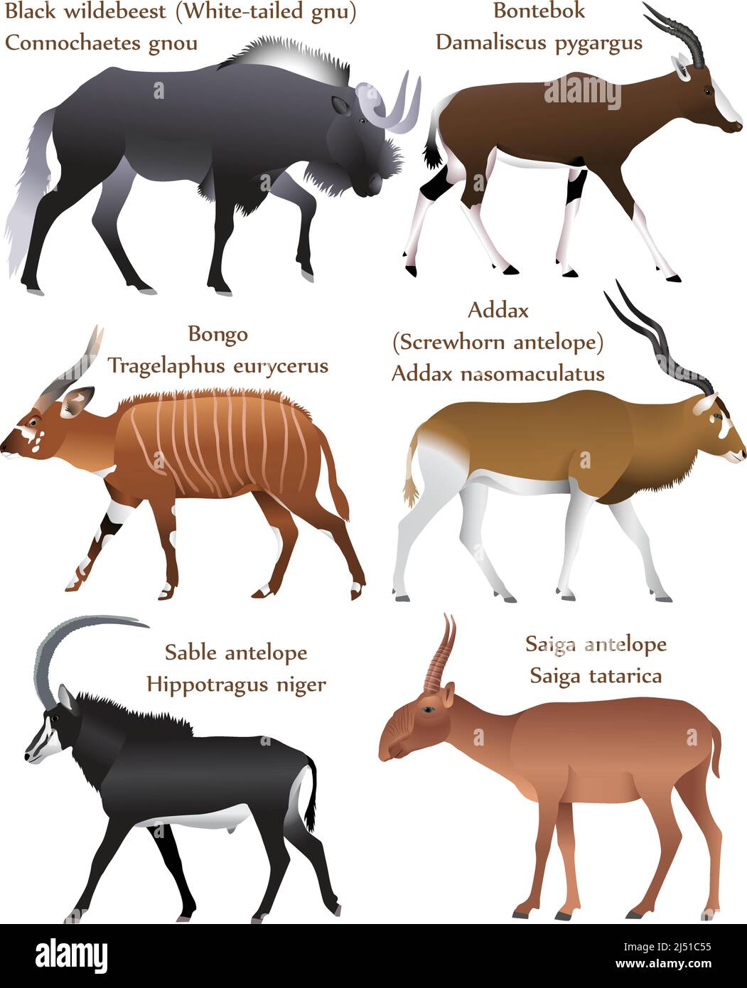Sammlung verschiedener Antilopenarten in Farbbild: Schwarzer Gnus, Bontebok, Bongo, Addax, Zobelantilope, saiga-Antilope Stock Vektor