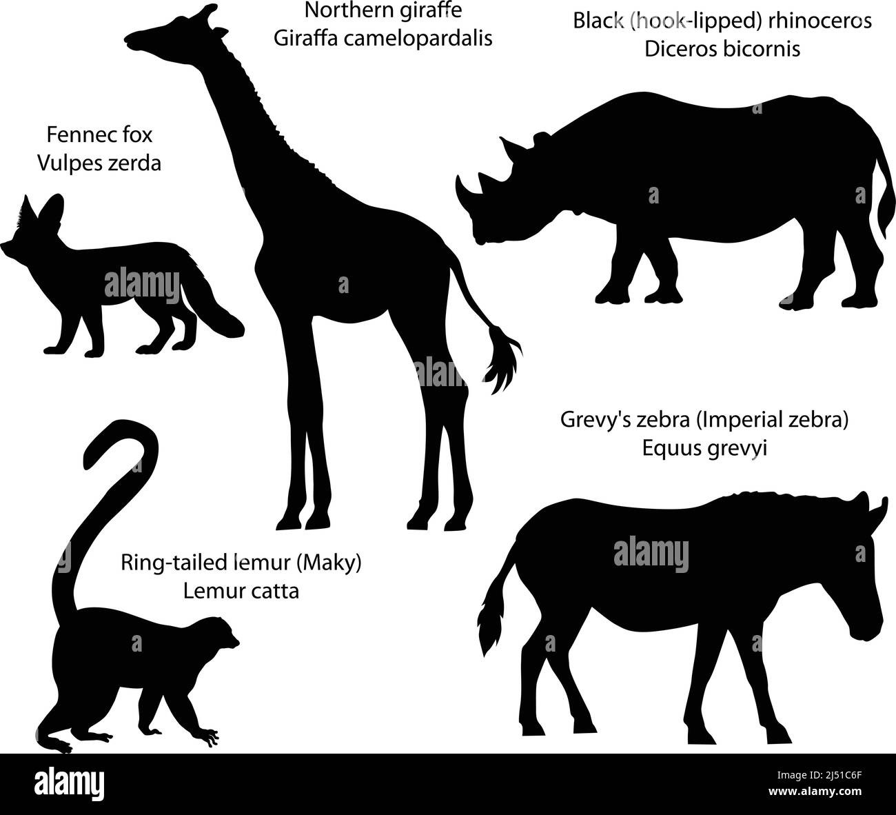 Sammlung von Silhouetten von Tieren, die in Afrika leben: nördliche Giraffe, schwarzes Nashorn, Grevy-Zebra, Ringschwanzlemur, Fennec-Fuchs Stock Vektor