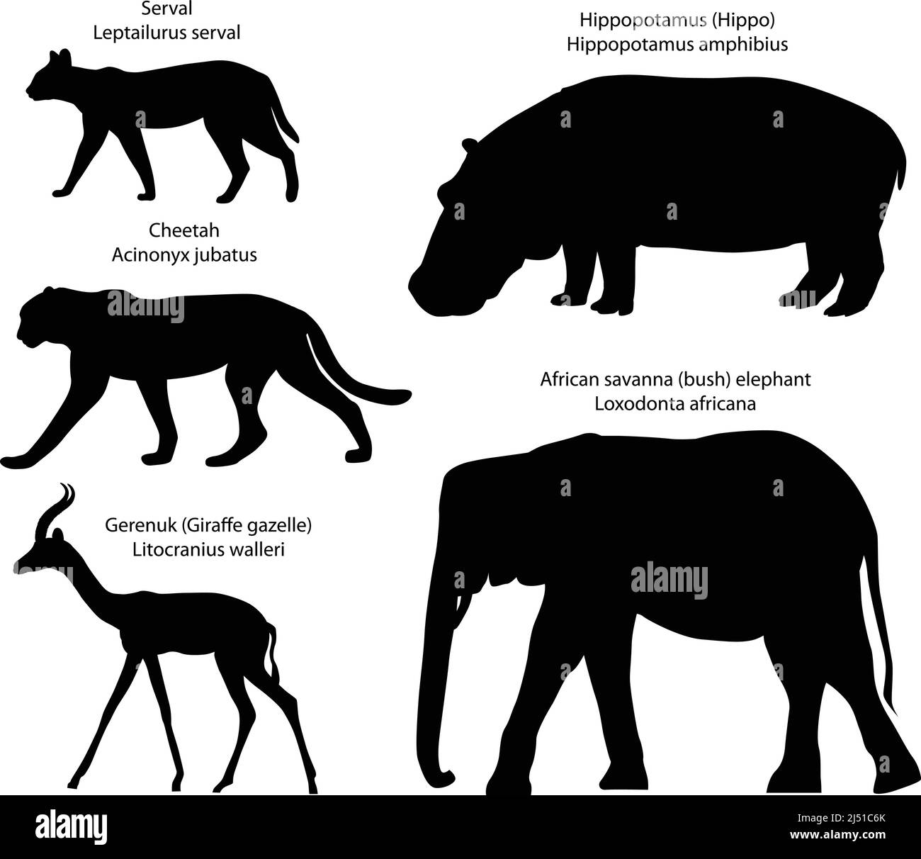 Sammlung von Silhouetten von Tieren, die auf dem Gebiet Afrikas leben: serval, Gepard, Gerenuk, Nilpferd, afrikanischer Savannenelefant Stock Vektor