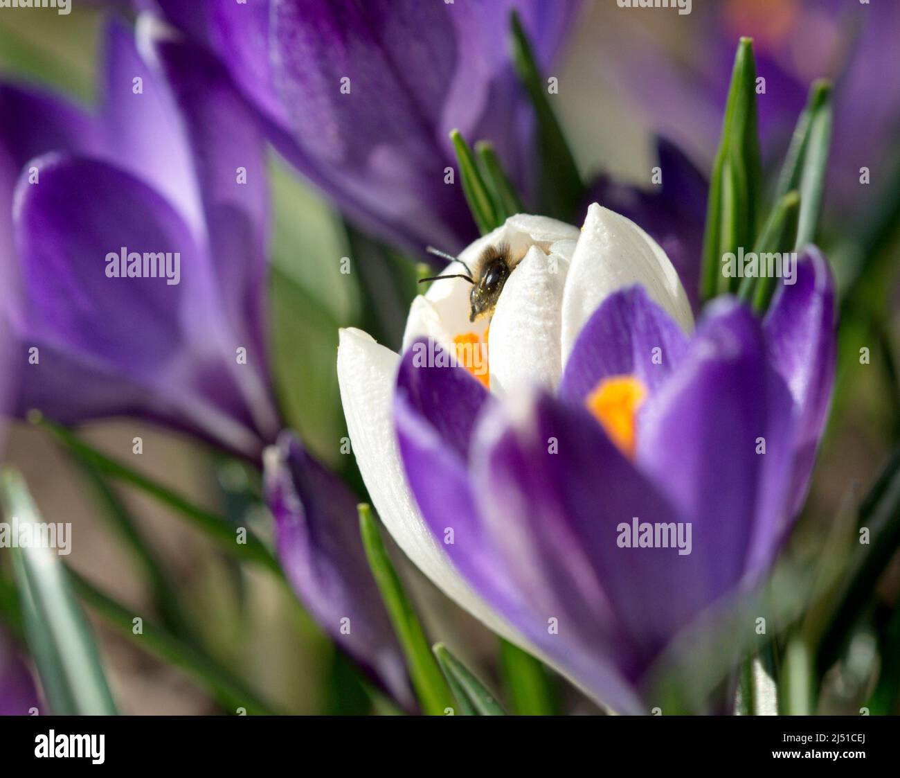 Fotografie einer Biene auf einem Krokus Stockfoto