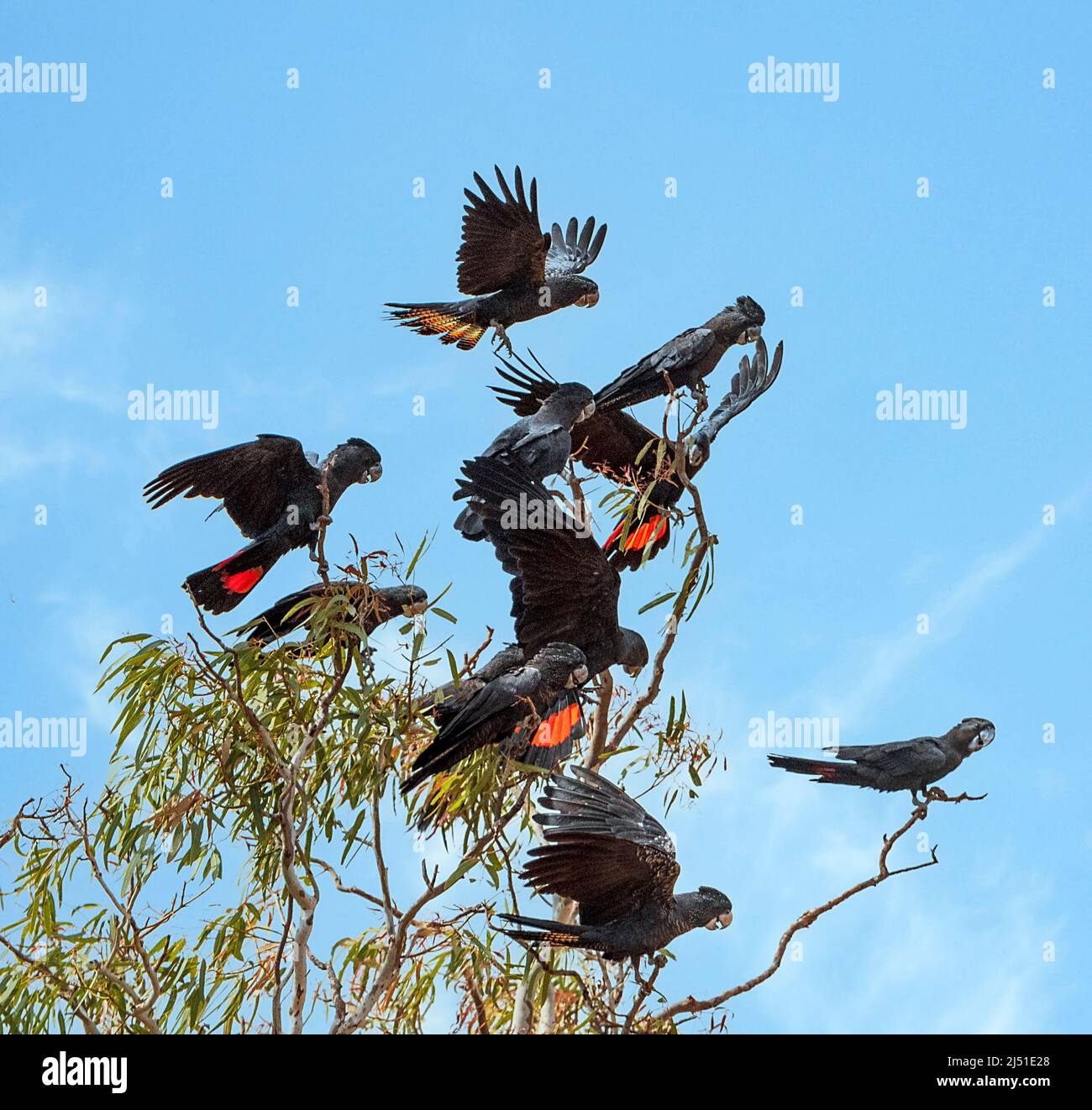 Schwarzer Kakadus (Calyptorhynchus banksii) auf Baumkronen, Western Australia, WA, Australien Stockfoto
