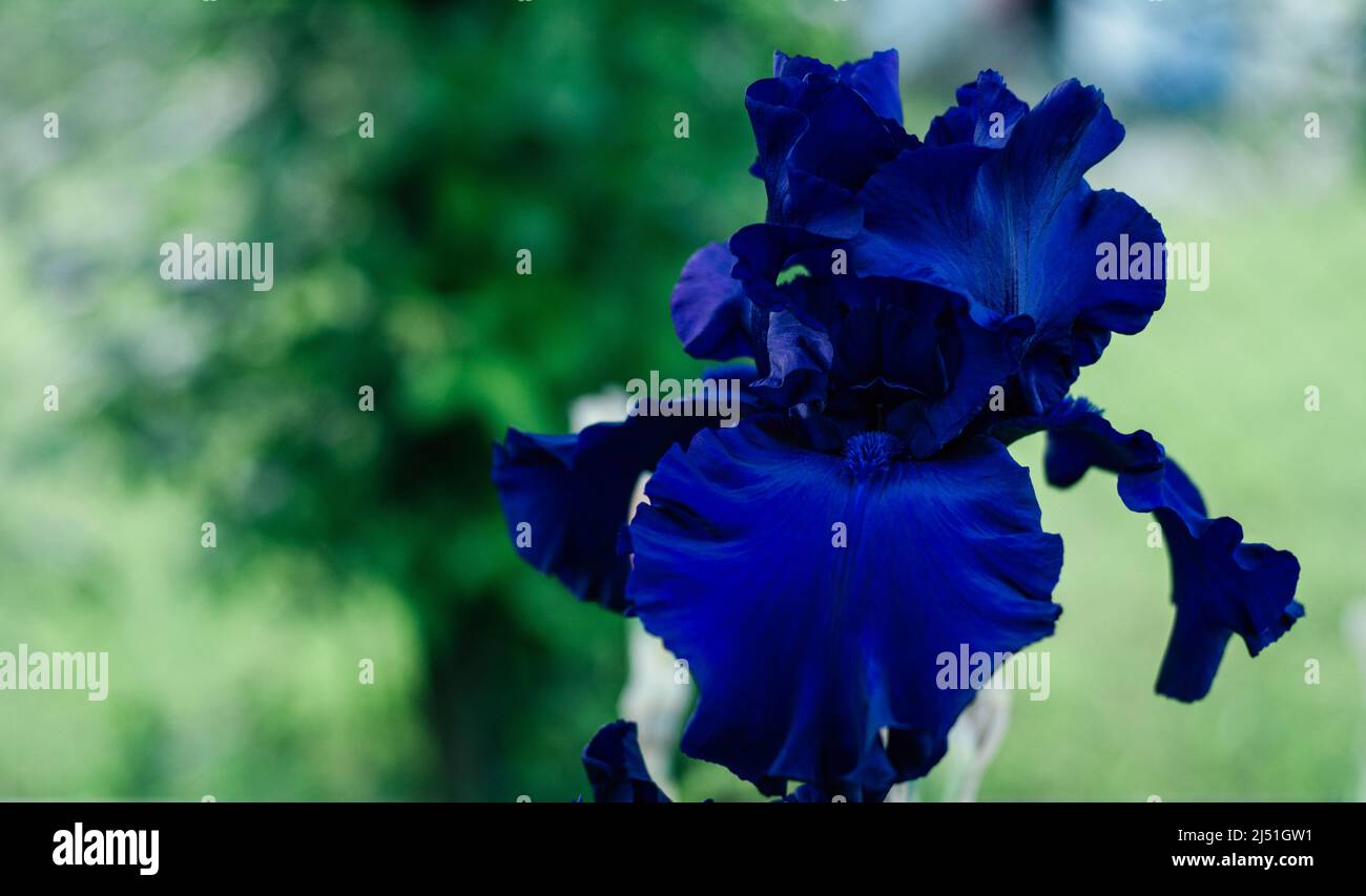 Prachtvoller Blütenstand der dunkelblauen Blume der germanischen Iris Herausforderung, im Garten zu blühen. Natur und Frühling, Garten- und Gartenbaukonzept. sof Stockfoto